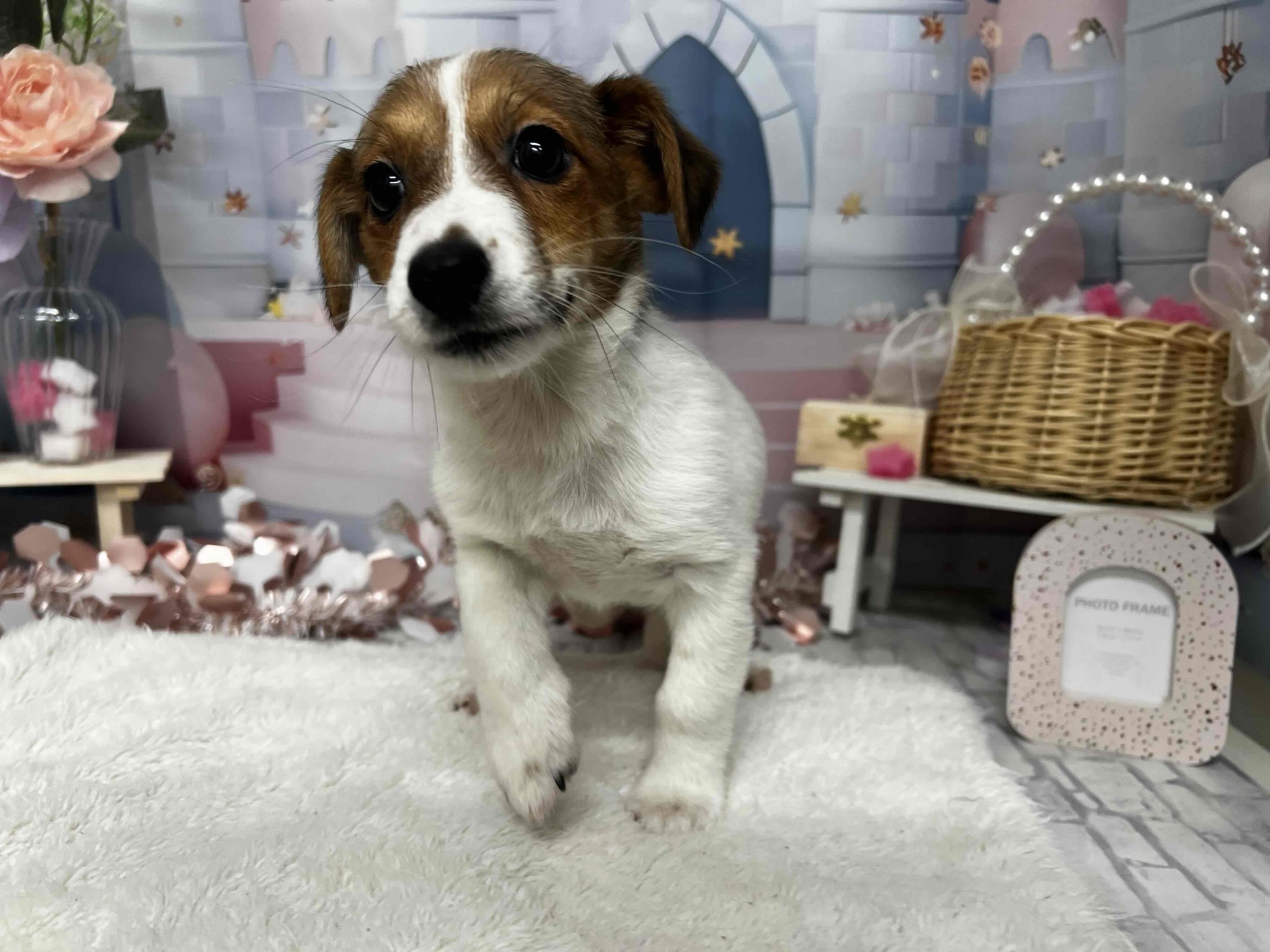 静岡県のジャックラッセルテリア (マルエスペットホームアシスト店/2025年12月23日生まれ/女の子/ホワイトタン)の子犬の4枚目の画像