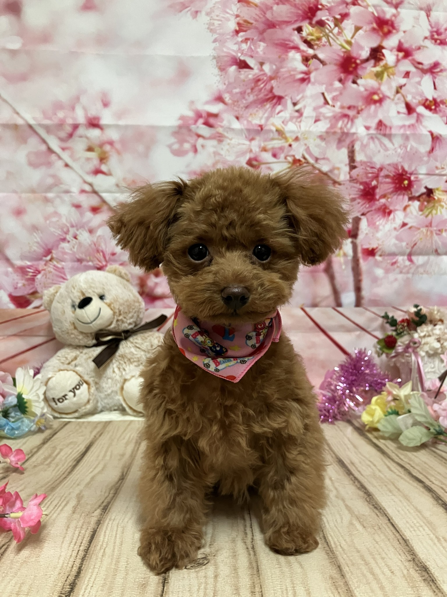 静岡県のトイプードル(トイ) (マルエスペット富士店/2025年11月6日生まれ/男の子/レッドフォーン)の子犬の4枚目の画像