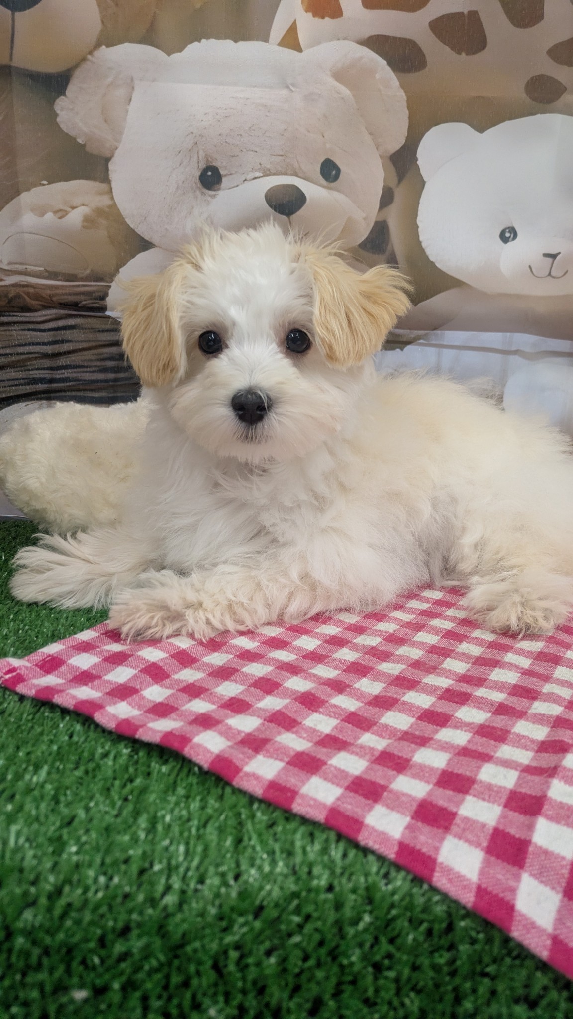 静岡県のマルプー(マルチーズ×プードル) (マルエスペット富士見台店/2025年12月21日生まれ/男の子/クリーム)の子犬の4枚目の画像