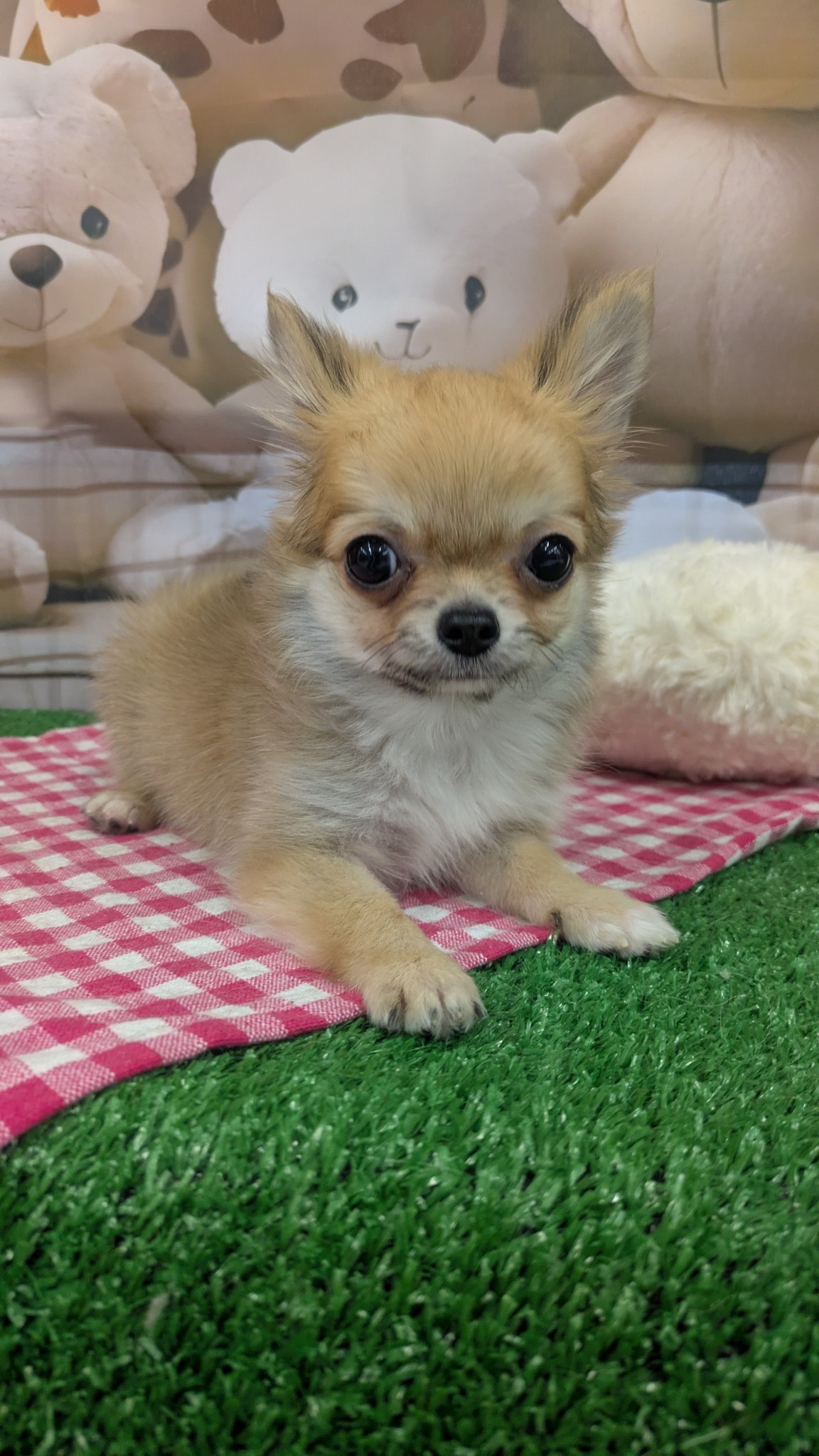 静岡県のチワワ(ロング) (マルエスペット富士見台店/2026年1月3日生まれ/男の子/フォーン)の子犬の4枚目の画像