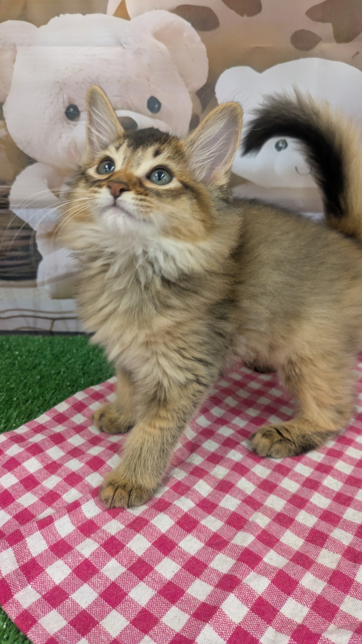 静岡県のソマリ (マルエスペット富士見台店/2026年2月3日生まれ/男の子/ルディ)の子猫の4枚目の画像