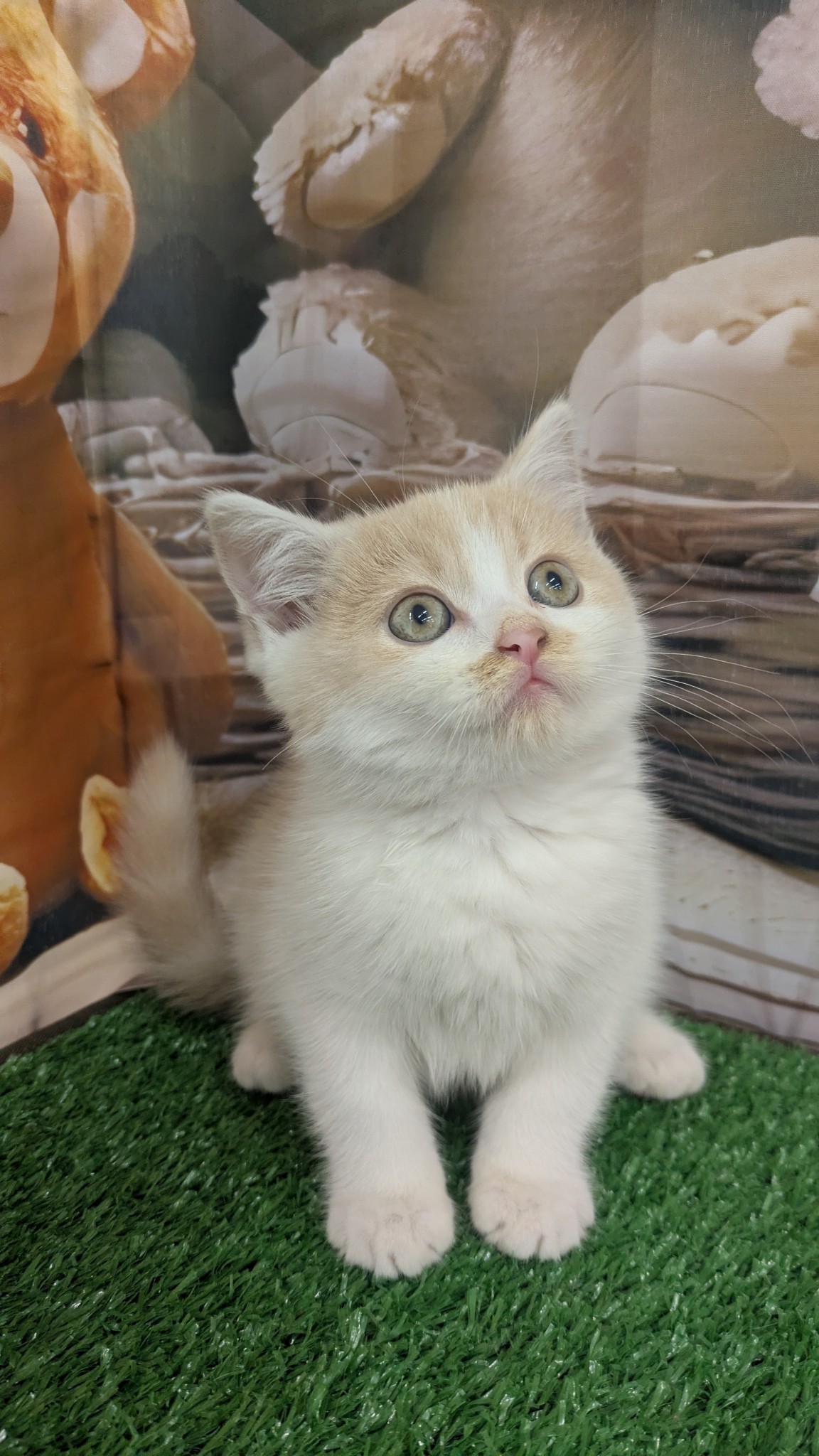 静岡県のスコティッシュフォールド (マルエスペット富士見台店/2026年2月9日生まれ/男の子/クリームタビーホワイト)の子猫の4枚目の画像