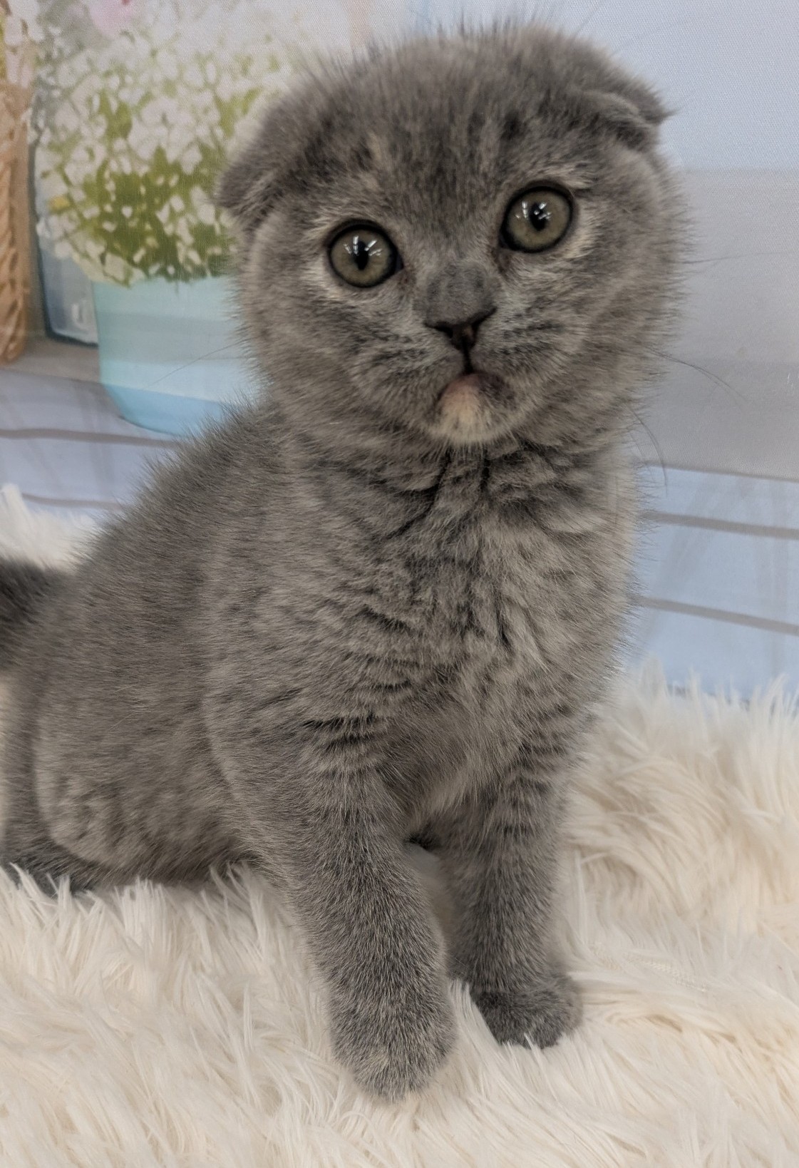 2026年2月16日生まれのスコティッシュフォールド