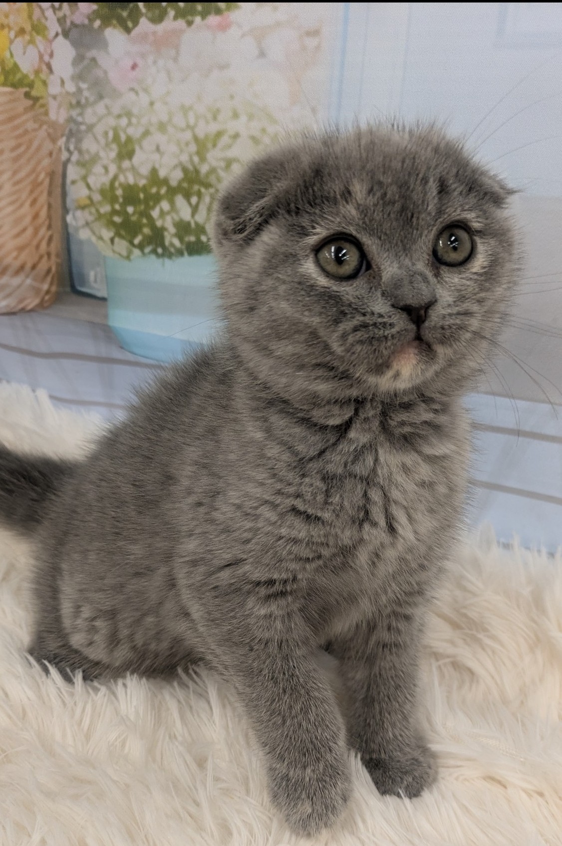静岡県のスコティッシュフォールド (マルエスペット富士見台店/2026年2月16日生まれ/女の子/ブルークリーム)の子猫の2枚目の画像