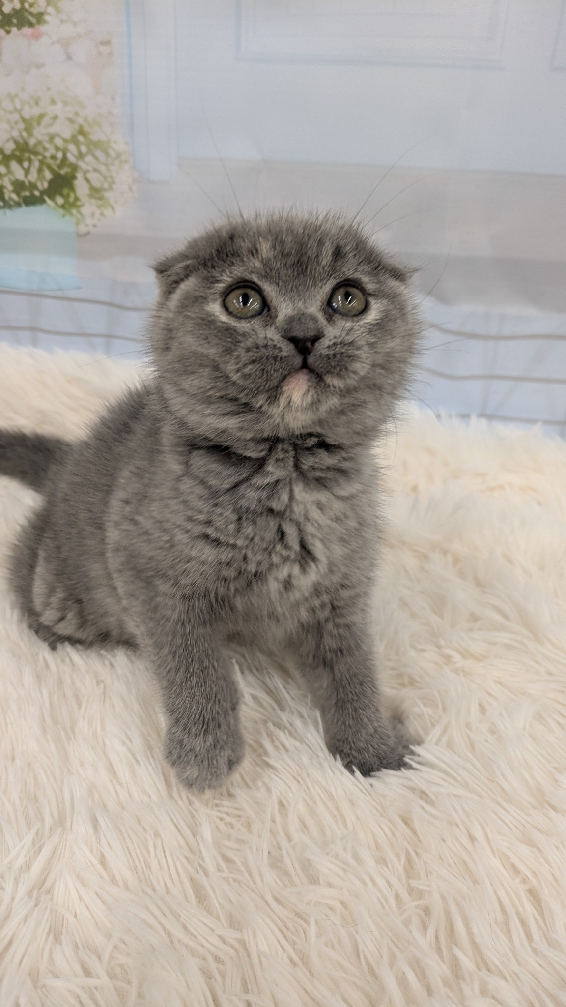 静岡県のスコティッシュフォールド (マルエスペット富士見台店/2026年2月16日生まれ/女の子/ブルークリーム)の子猫の3枚目の画像
