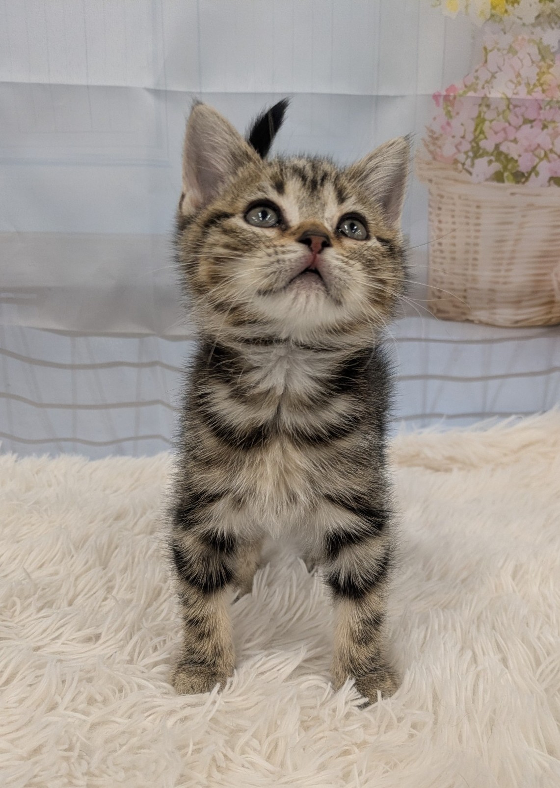静岡県のアメリカンショートヘアー (マルエスペット富士見台店/2026年2月22日生まれ/女の子/ブラウンタビー)の子猫の4枚目の画像