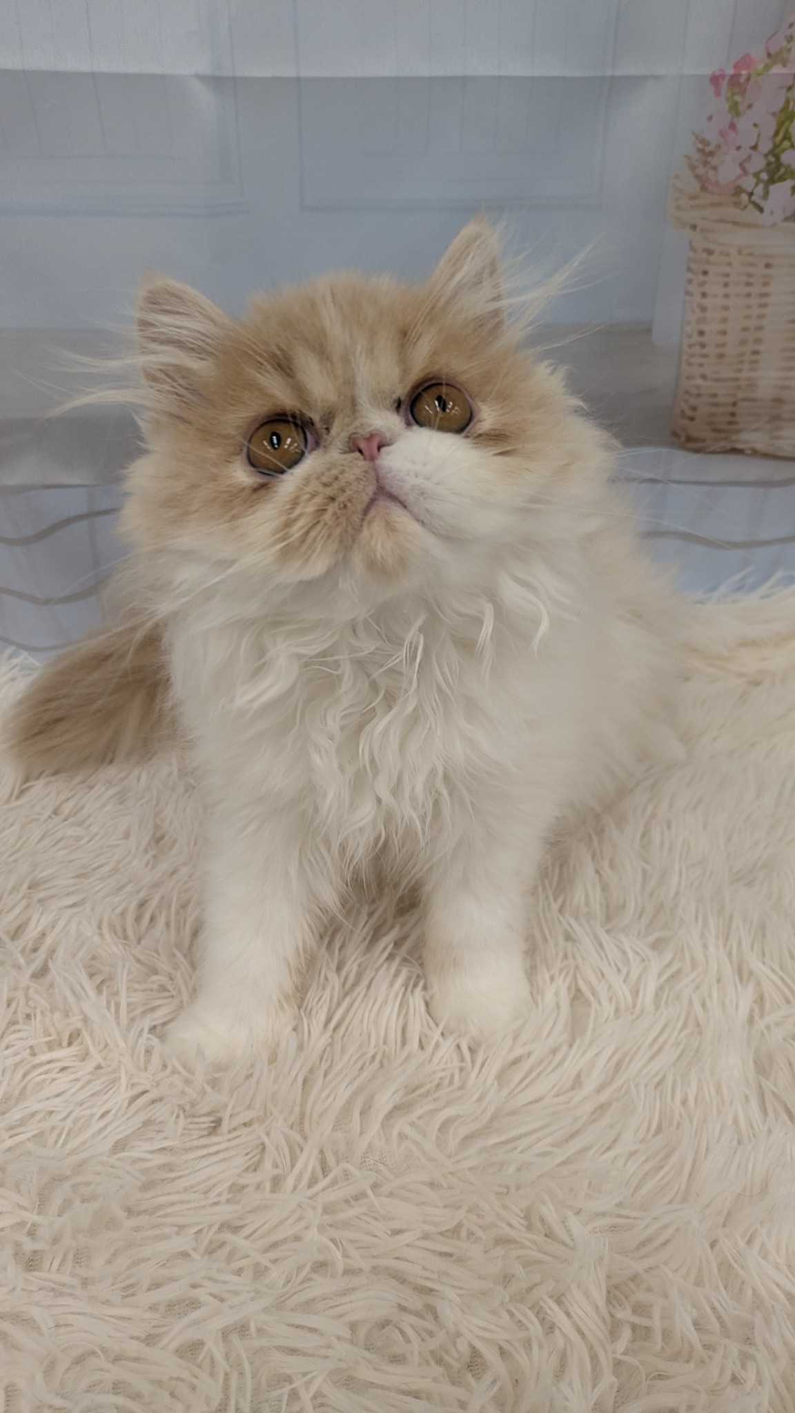 静岡県のエキゾチック (マルエスペット富士見台店/2026年1月14日生まれ/女の子/クリームタビーホワイト)の子猫の4枚目の画像