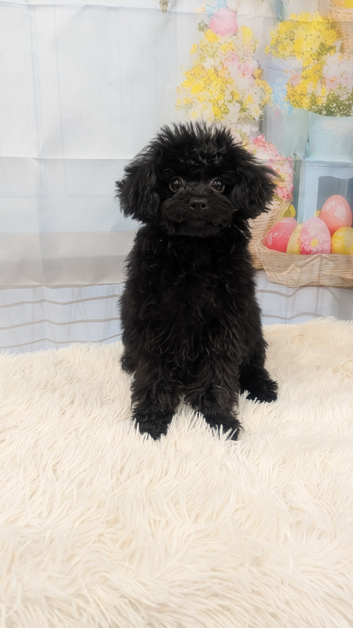 静岡県のトイプードル(トイ) (マルエスペット富士見台店/2026年1月9日生まれ/女の子/ブラック)の子犬の4枚目の画像