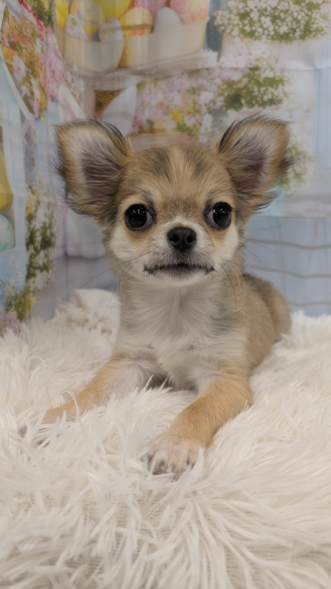 静岡県のチワワ(ロング) (マルエスペット富士見台店/2026年1月9日生まれ/女の子/レッドホワイト)の子犬の4枚目の画像