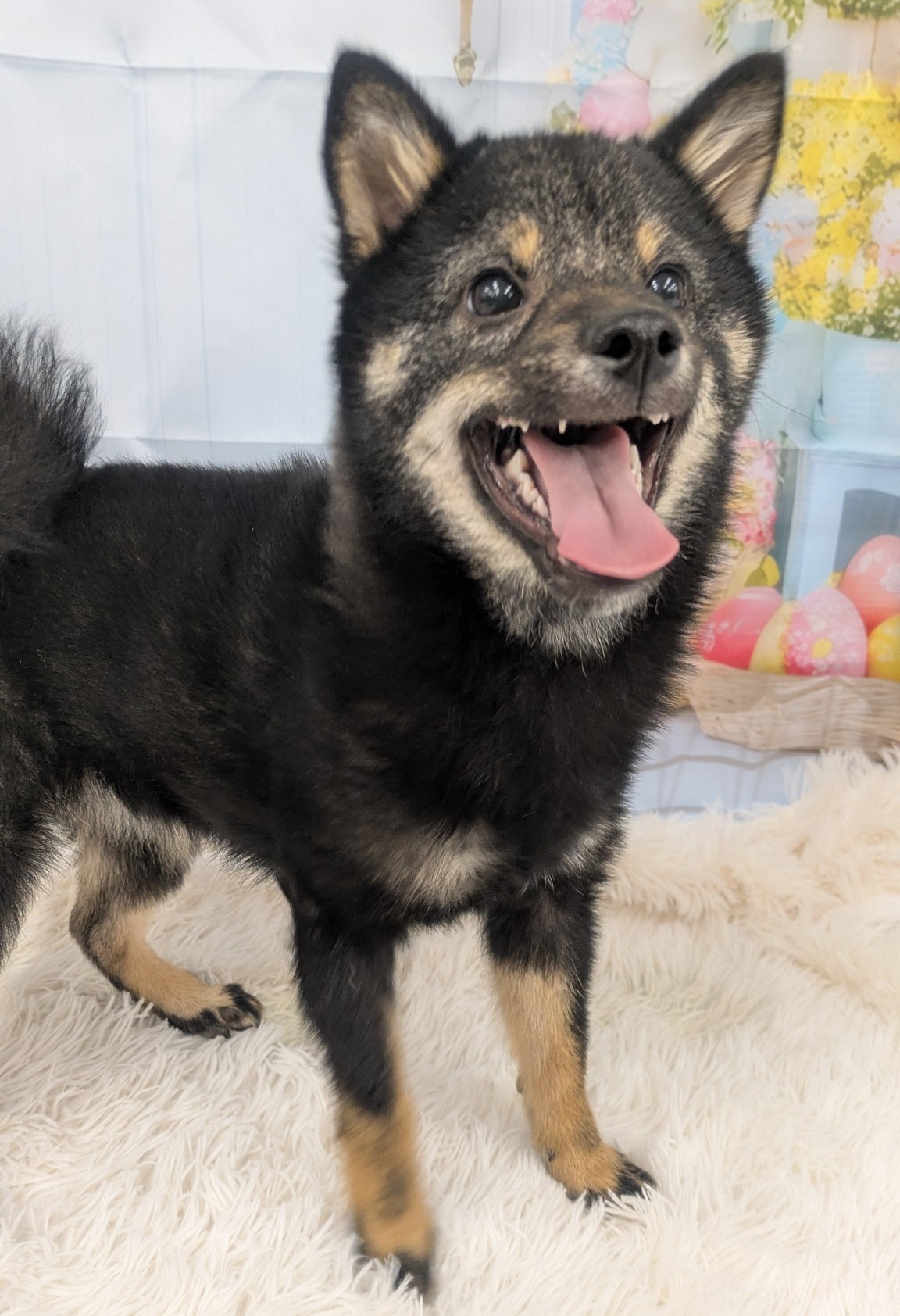 静岡県の豆柴 (マルエスペット富士見台店/2025年11月30日生まれ/男の子/黒)の子犬の4枚目の画像