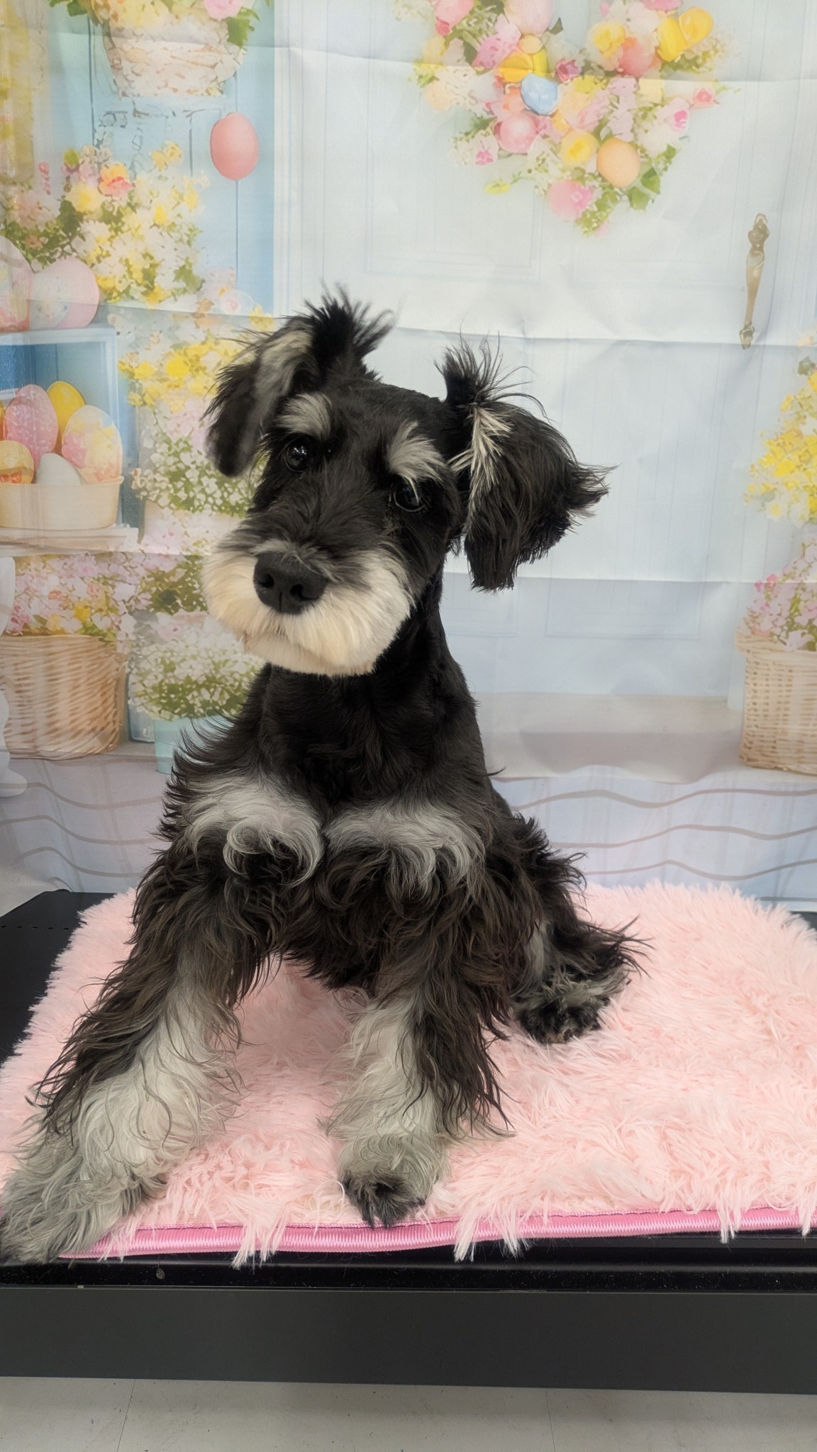 静岡県のミニチュアシュナウザー (マルエスペット富士見台店/2025年10月25日生まれ/男の子/ブラックシルバー)の子犬の4枚目の画像