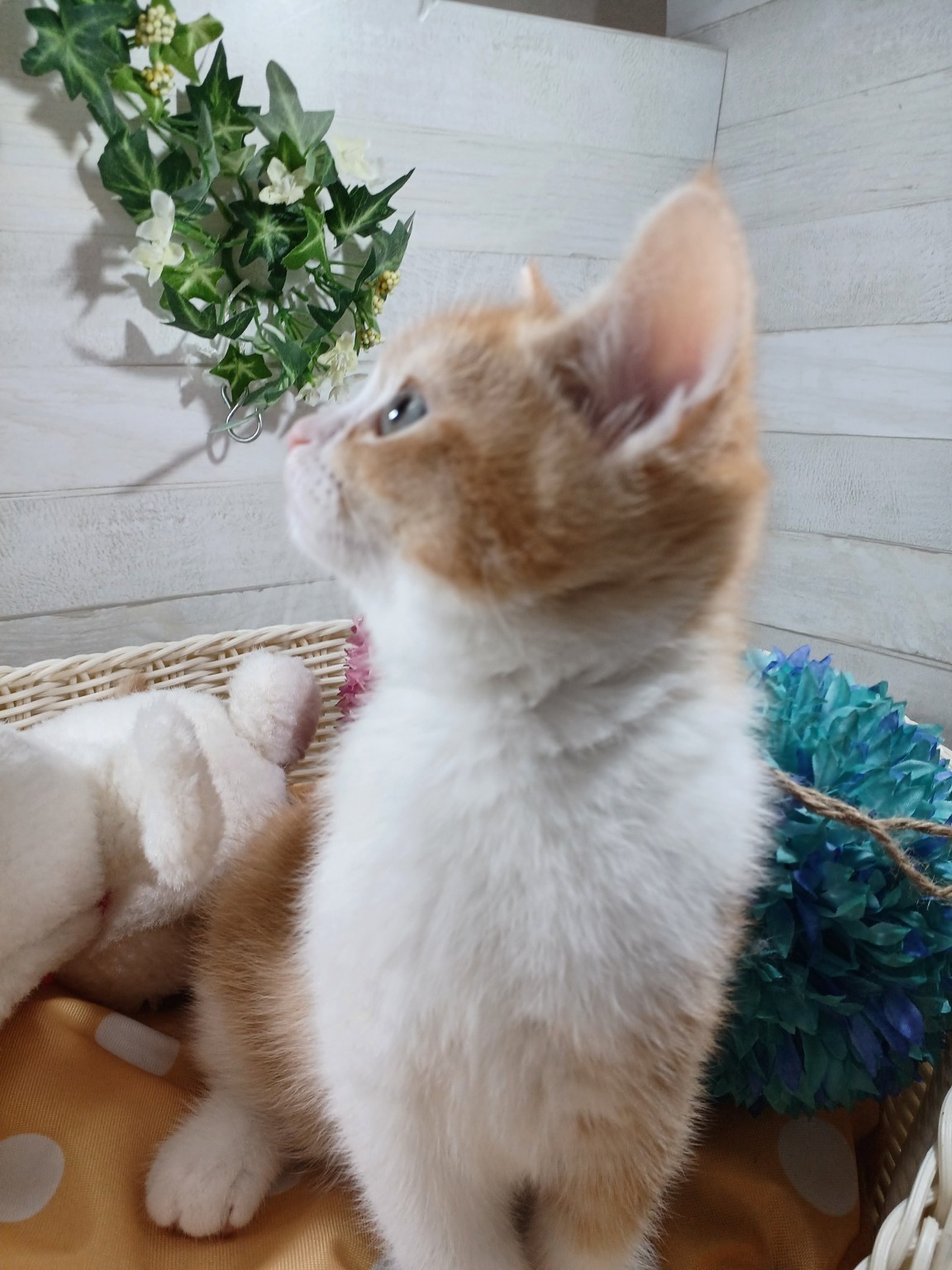 奈良県のスコティッシュフォールド (マルエスペット 奈良店/2026年1月31日生まれ/女の子/レッドタビーホワイト)の子猫の3枚目の画像