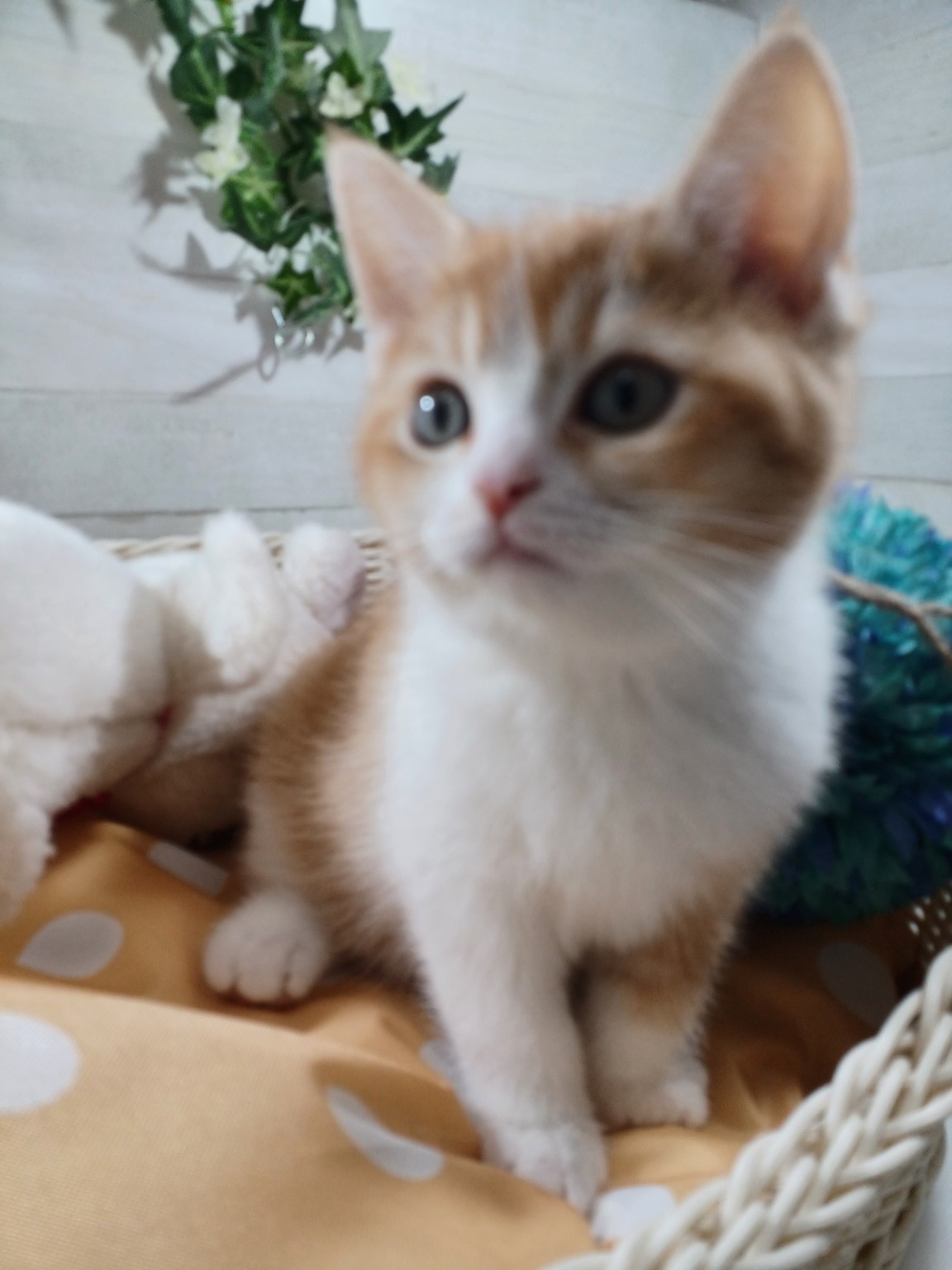 奈良県のスコティッシュフォールド (マルエスペット 奈良店/2026年1月31日生まれ/女の子/レッドタビーホワイト)の子猫の4枚目の画像