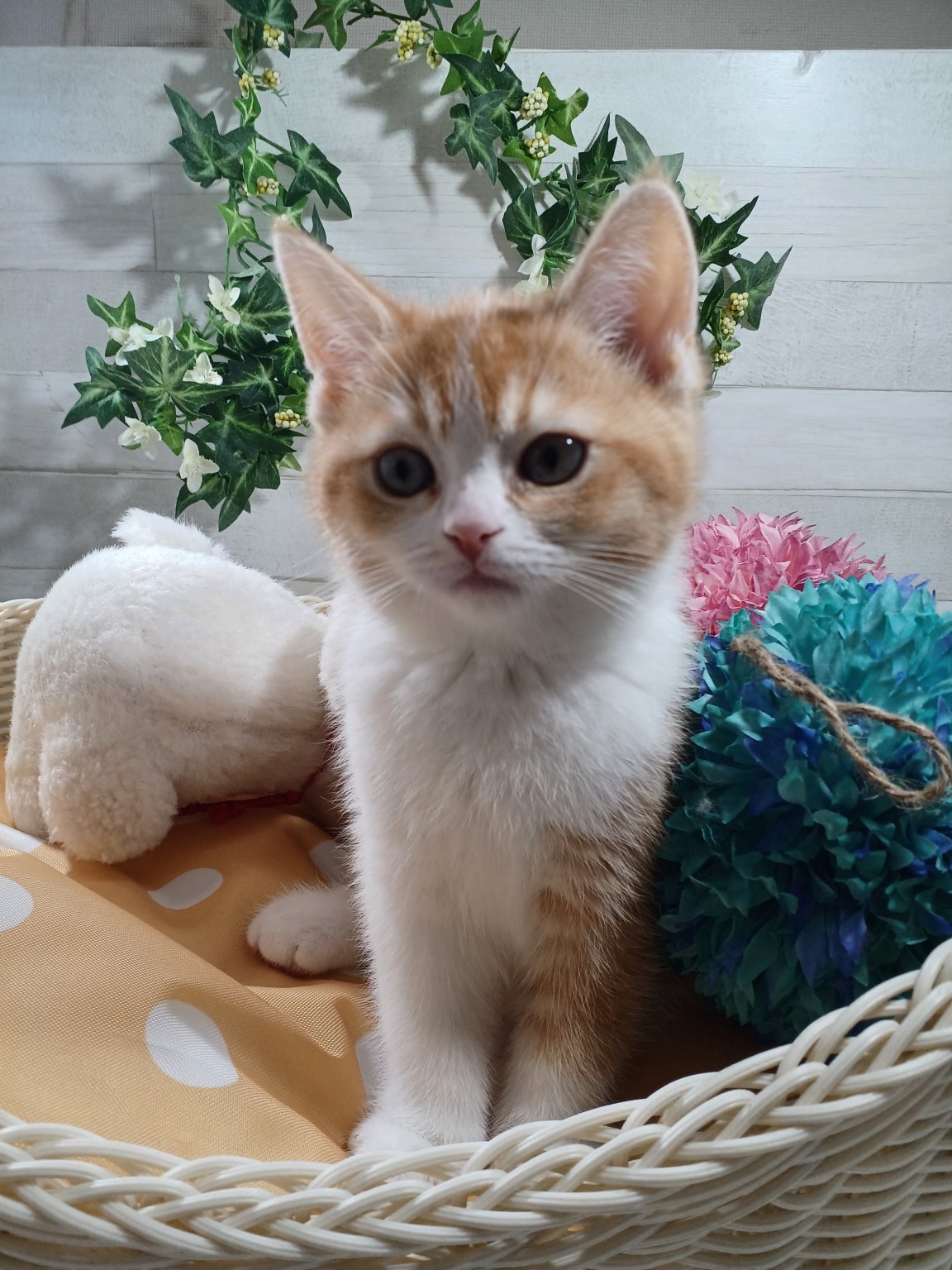 奈良県のスコティッシュフォールド (マルエスペット 奈良店/2026年1月31日生まれ/女の子/レッドタビーホワイト)の子猫の2枚目の画像