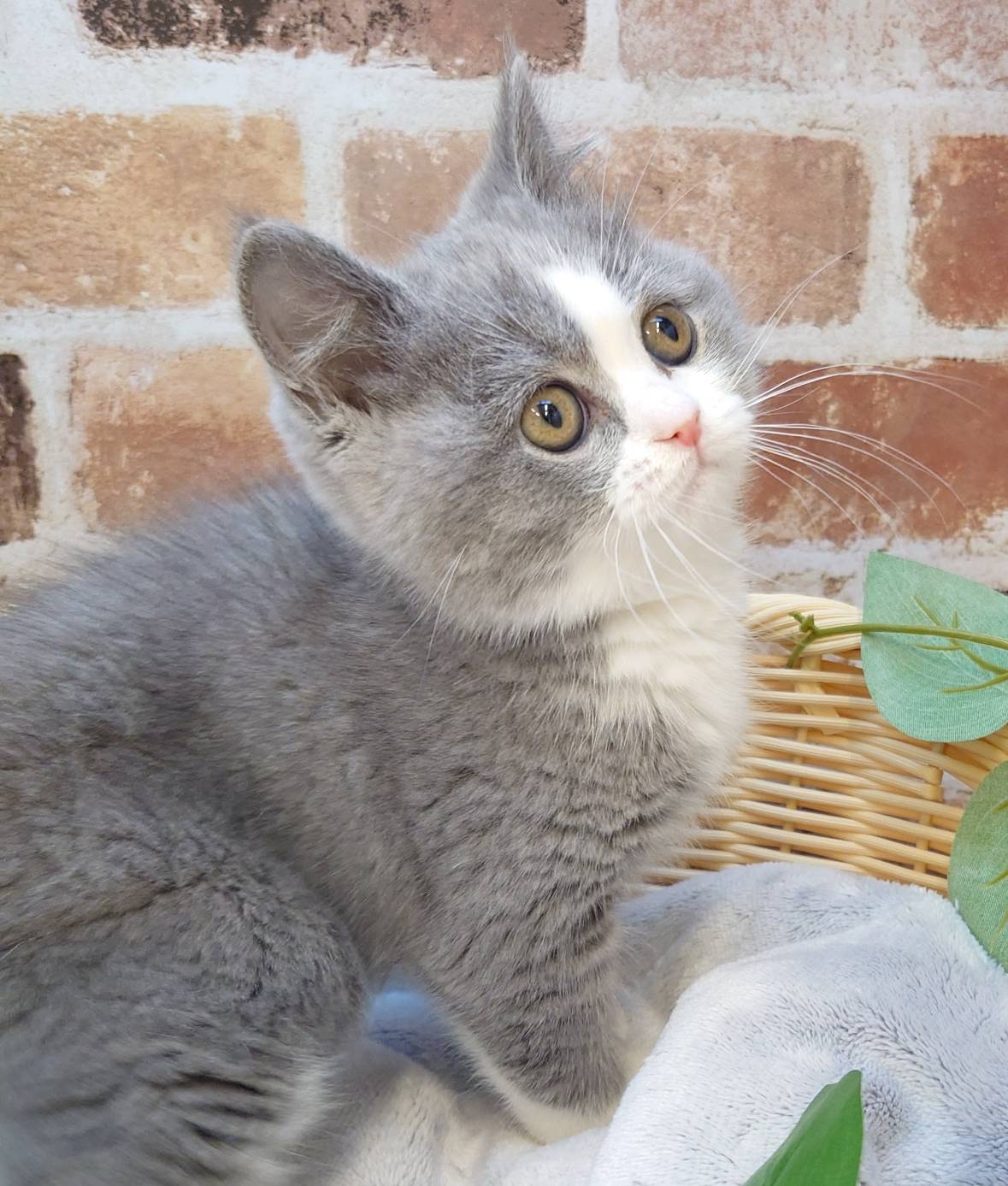 広島県のブリティッシュショートヘアー (マルエスペット広島段原ショッピングセンター店/2026年1月19日生まれ/女の子/ブルーホワイト)の子猫の2枚目の画像