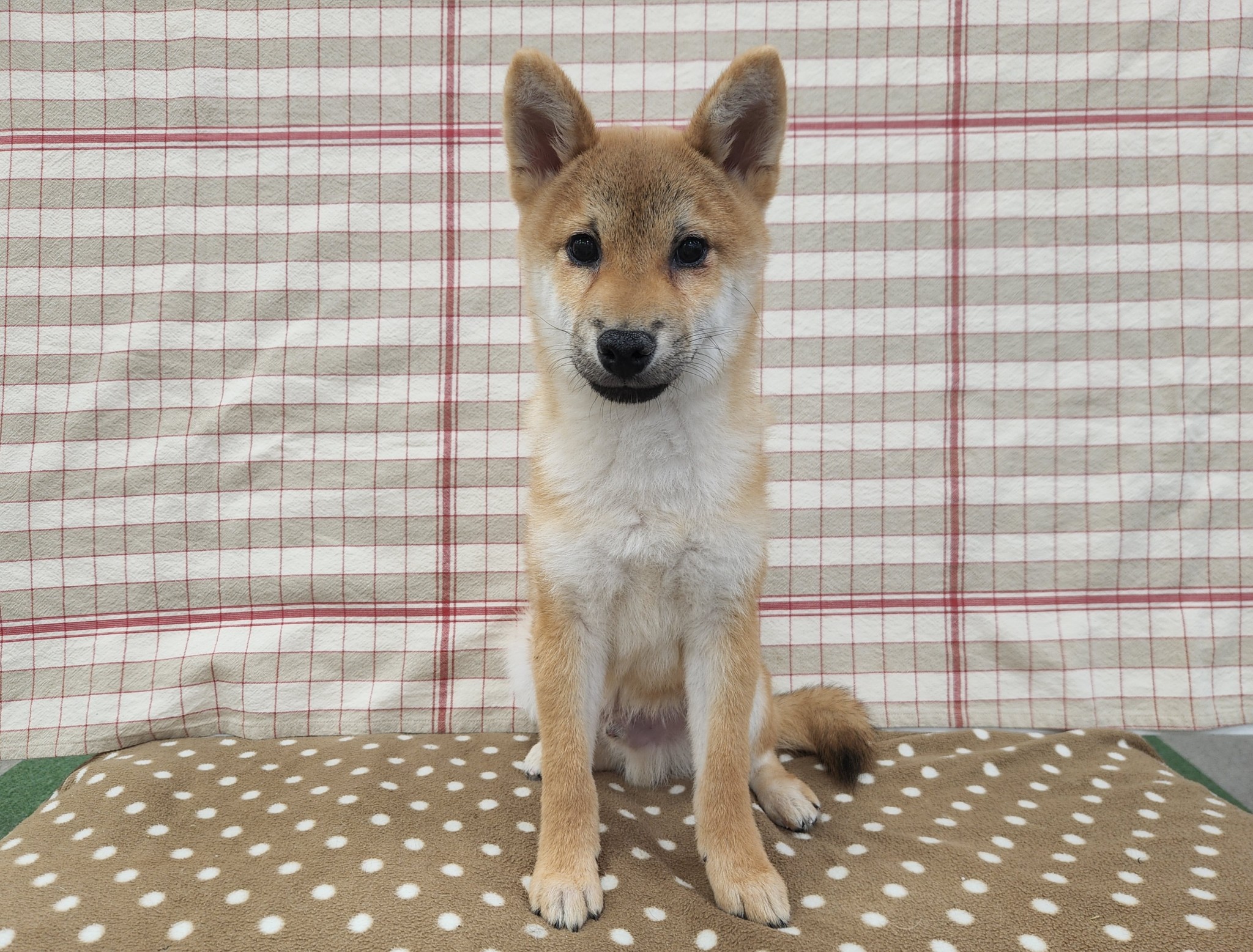 奈良県の柴犬(標準サイズ) (マルエスペット いかるが店/2025年11月10日生まれ/男の子/赤)の子犬の4枚目の画像