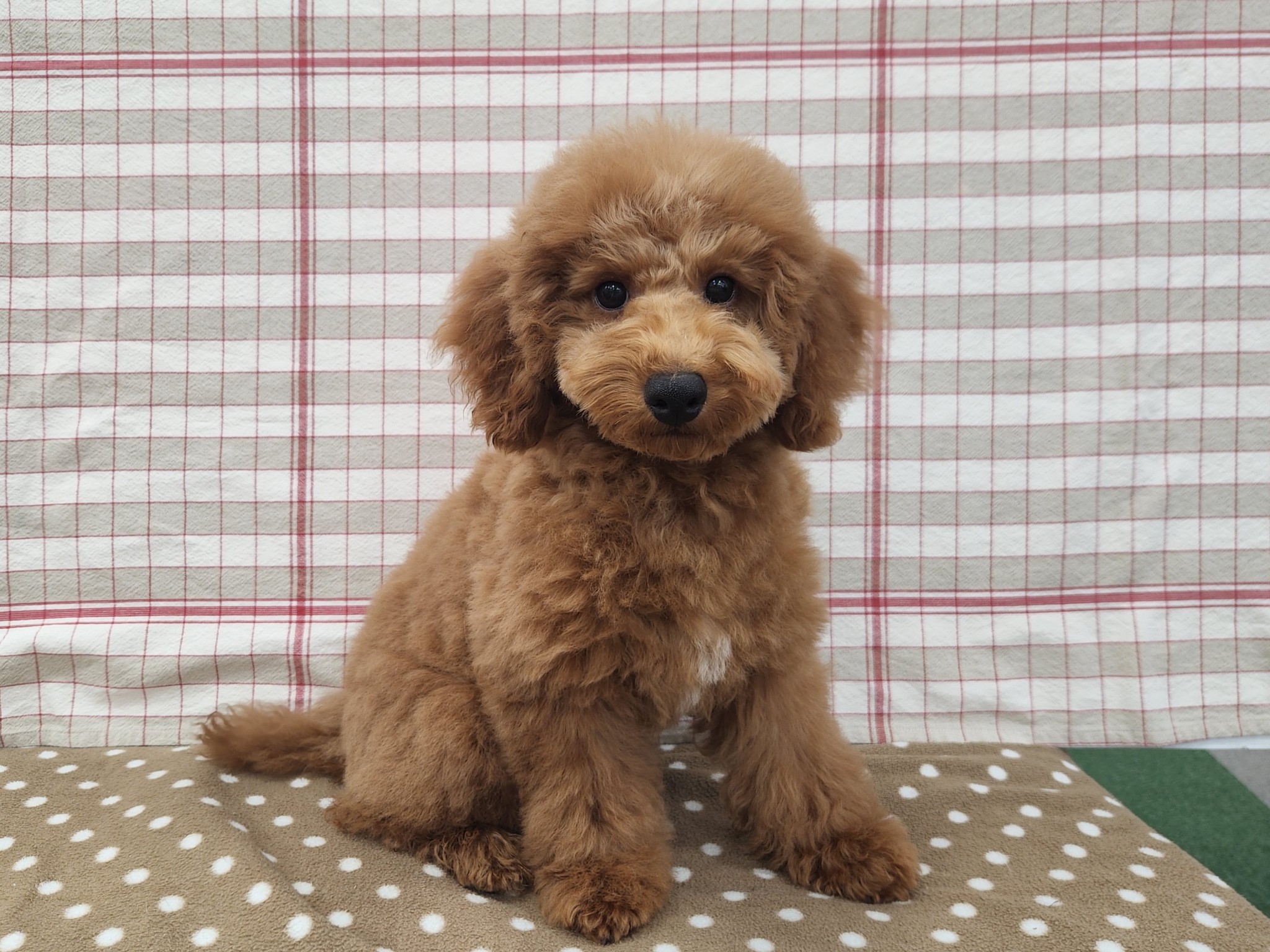 奈良県のトイプードル(トイ) (マルエスペット いかるが店/2025年12月9日生まれ/男の子/レッドフォーン)の子犬の4枚目の画像