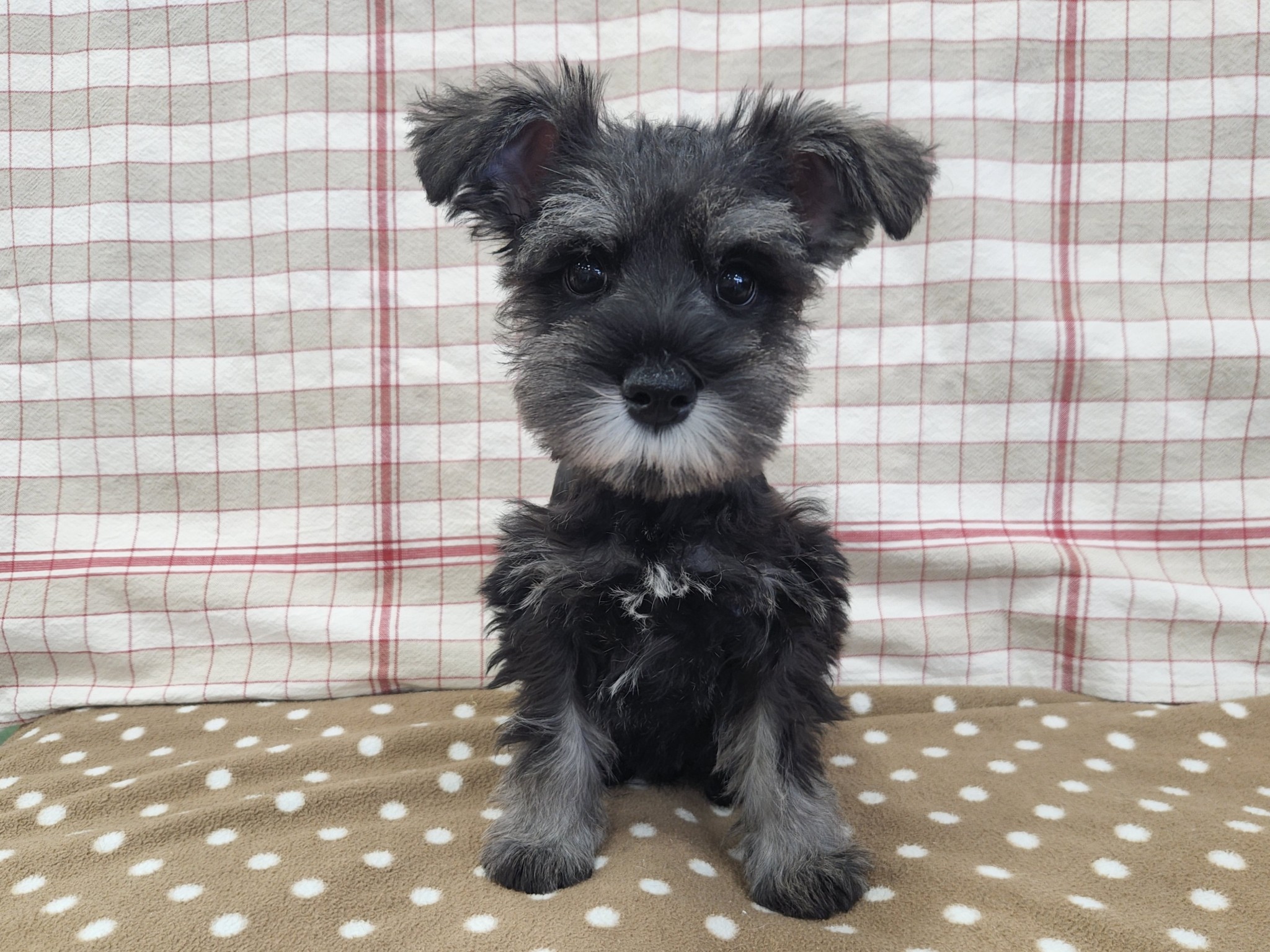 奈良県のミニチュアシュナウザー (マルエスペット いかるが店/2026年2月2日生まれ/男の子/ソルトペッパー)の子犬の4枚目の画像