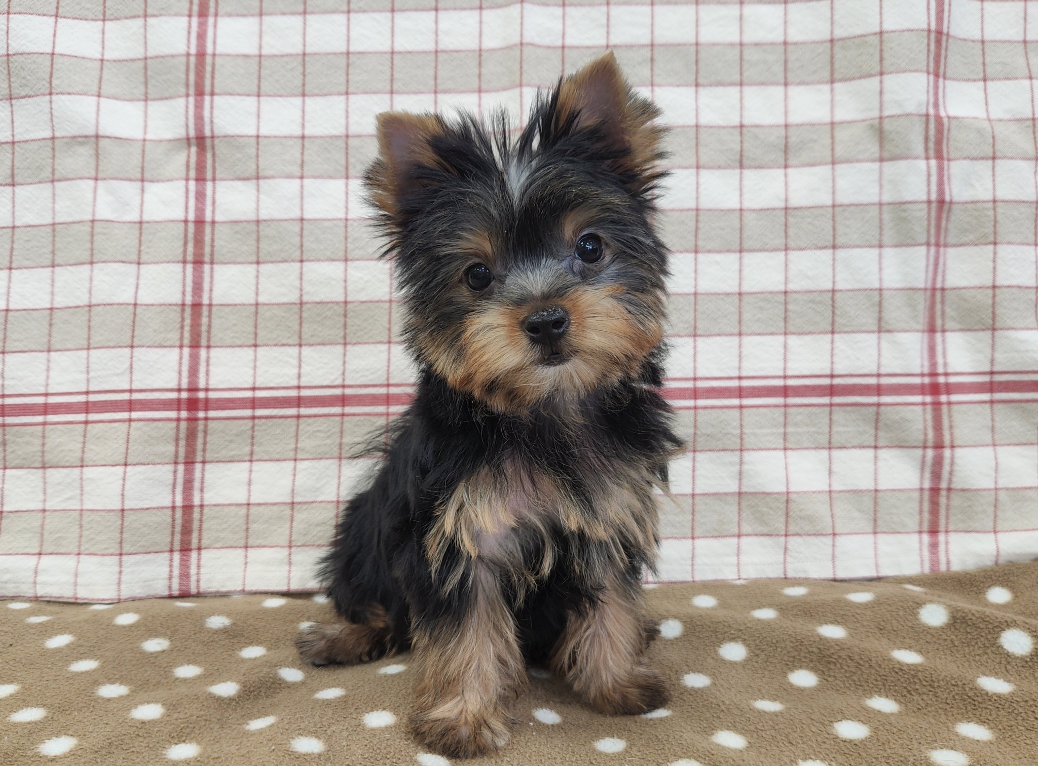 奈良県のヨークシャーテリア (マルエスペット いかるが店/2026年2月9日生まれ/女の子/スチールブルータン)の子犬の4枚目の画像