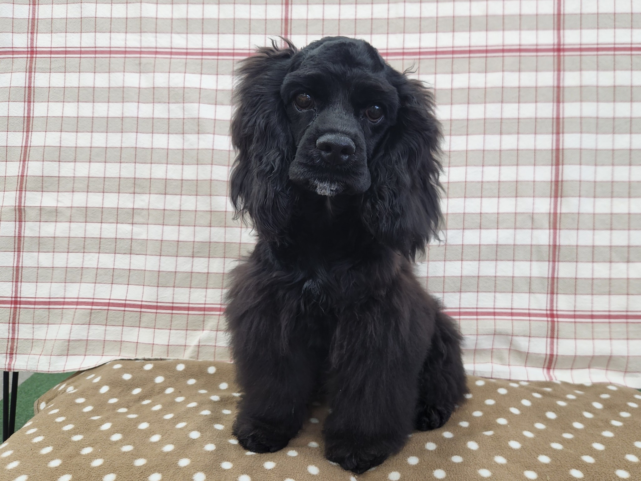 奈良県のアメリカンコッカースパニエル (マルエスペット いかるが店/2025年10月8日生まれ/男の子/ブラック)の子犬の4枚目の画像