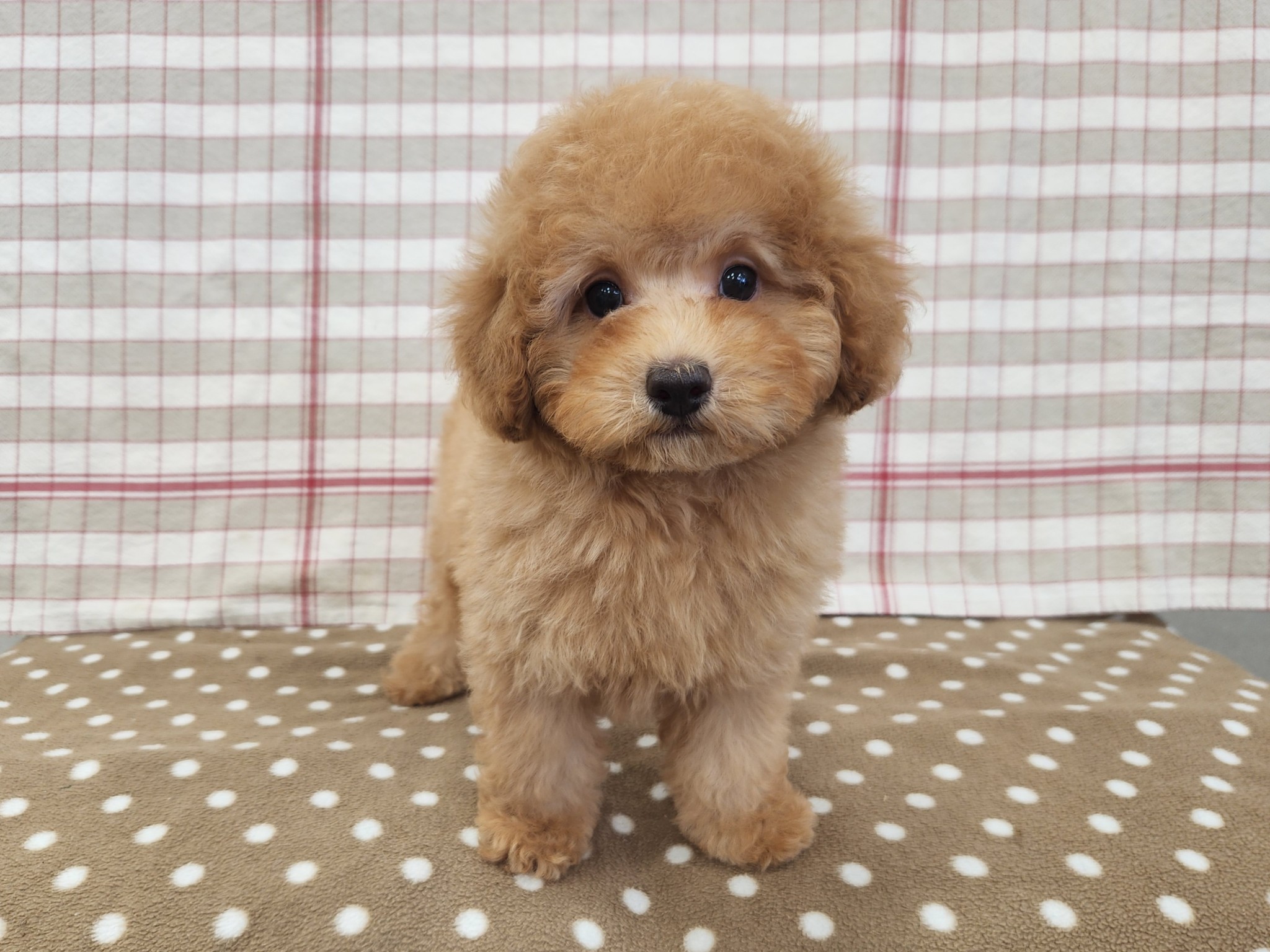 奈良県のトイプードル(トイ) (マルエスペット いかるが店/2026年1月25日生まれ/男の子/オレンジフォーン)の子犬の4枚目の画像