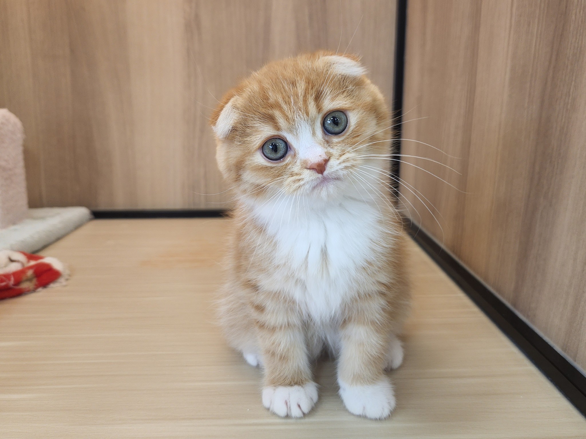 奈良県のスコティッシュフォールド (マルエスペット いかるが店/2026年2月20日生まれ/女の子/レッドタビーホワイト)の子猫の4枚目の画像