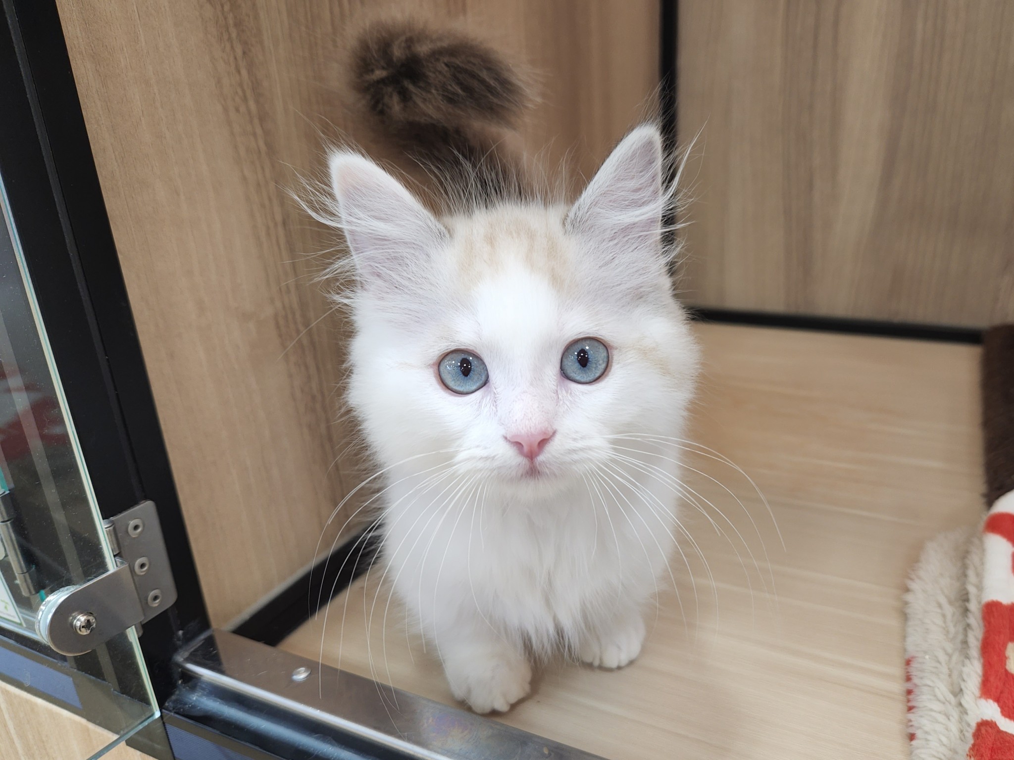 奈良県のハーフ犬・ミックス犬 (マルエスペット いかるが店/2026年1月24日生まれ/男の子/シールポイント)の子猫の4枚目の画像