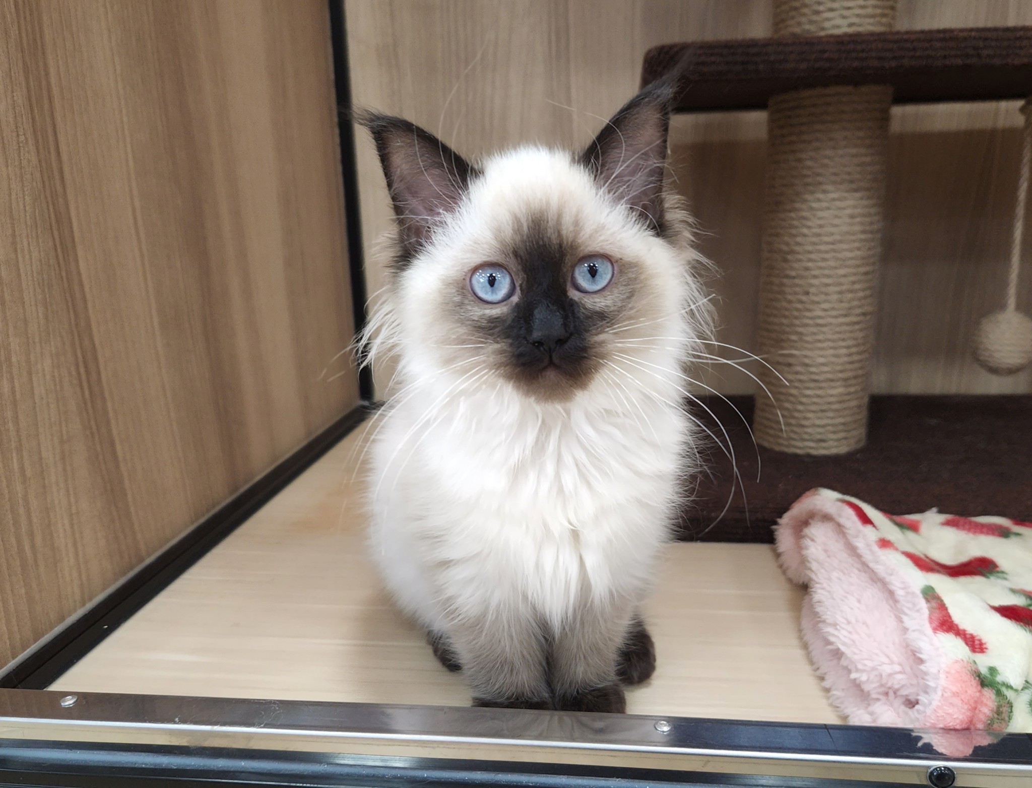 奈良県のラグドール (マルエスペット いかるが店/2026年1月15日生まれ/女の子/シールポイント)の子猫の4枚目の画像