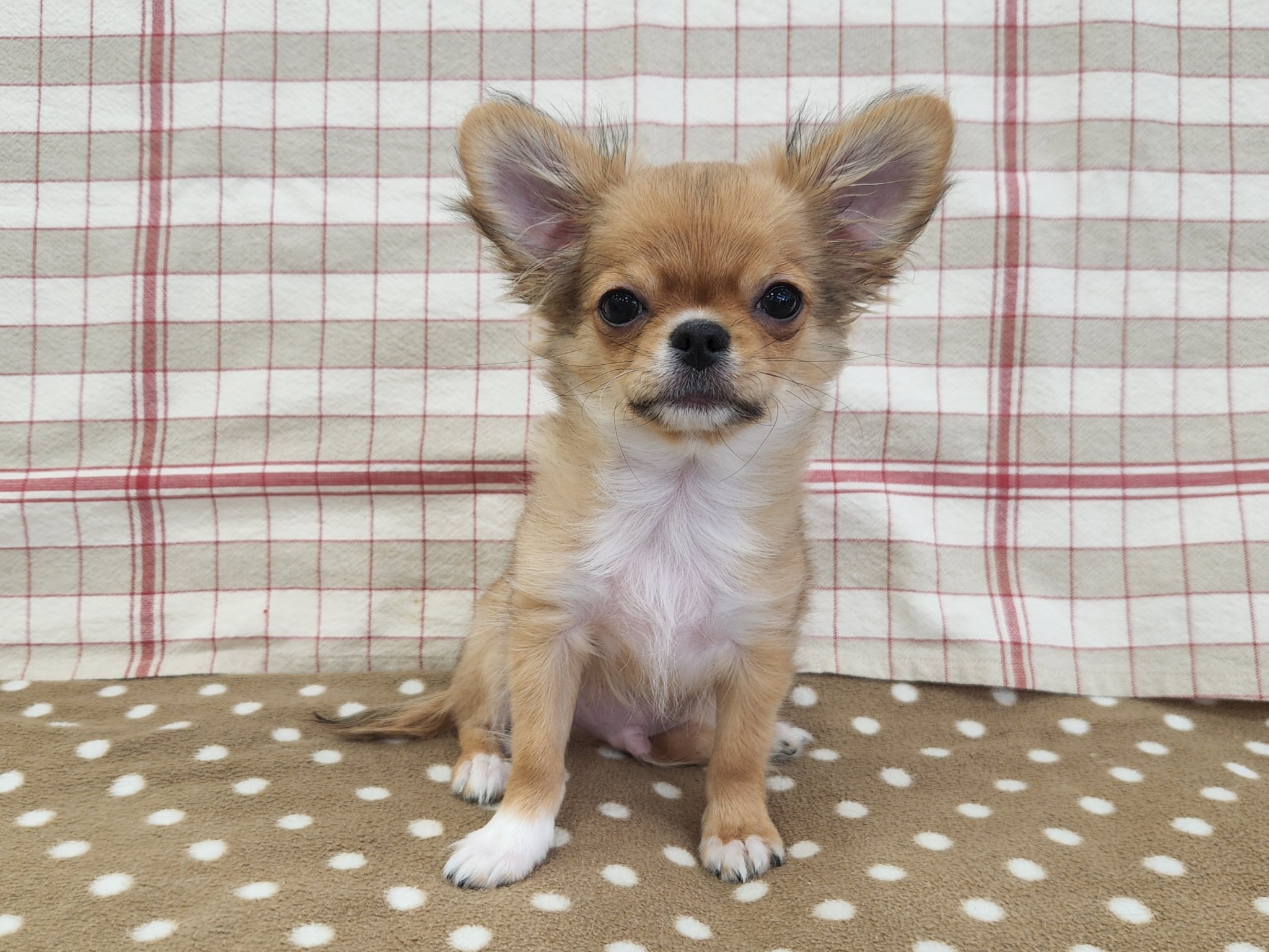 奈良県のチワワ(ロング) (マルエスペット いかるが店/2026年1月17日生まれ/男の子/レッド)の子犬の4枚目の画像