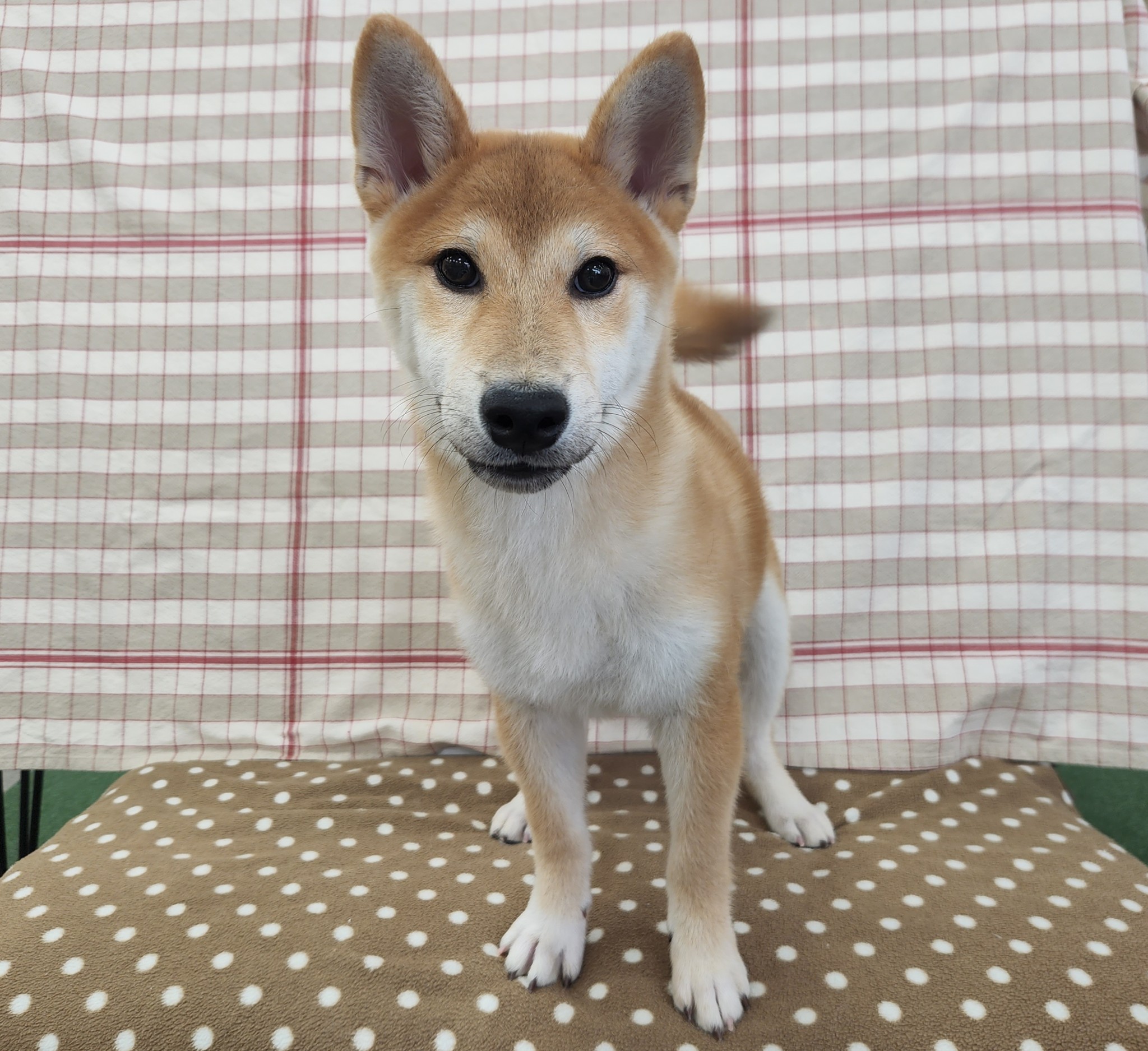 奈良県の柴犬(標準サイズ) (マルエスペット いかるが店/2025年11月28日生まれ/男の子/赤)の子犬の4枚目の画像