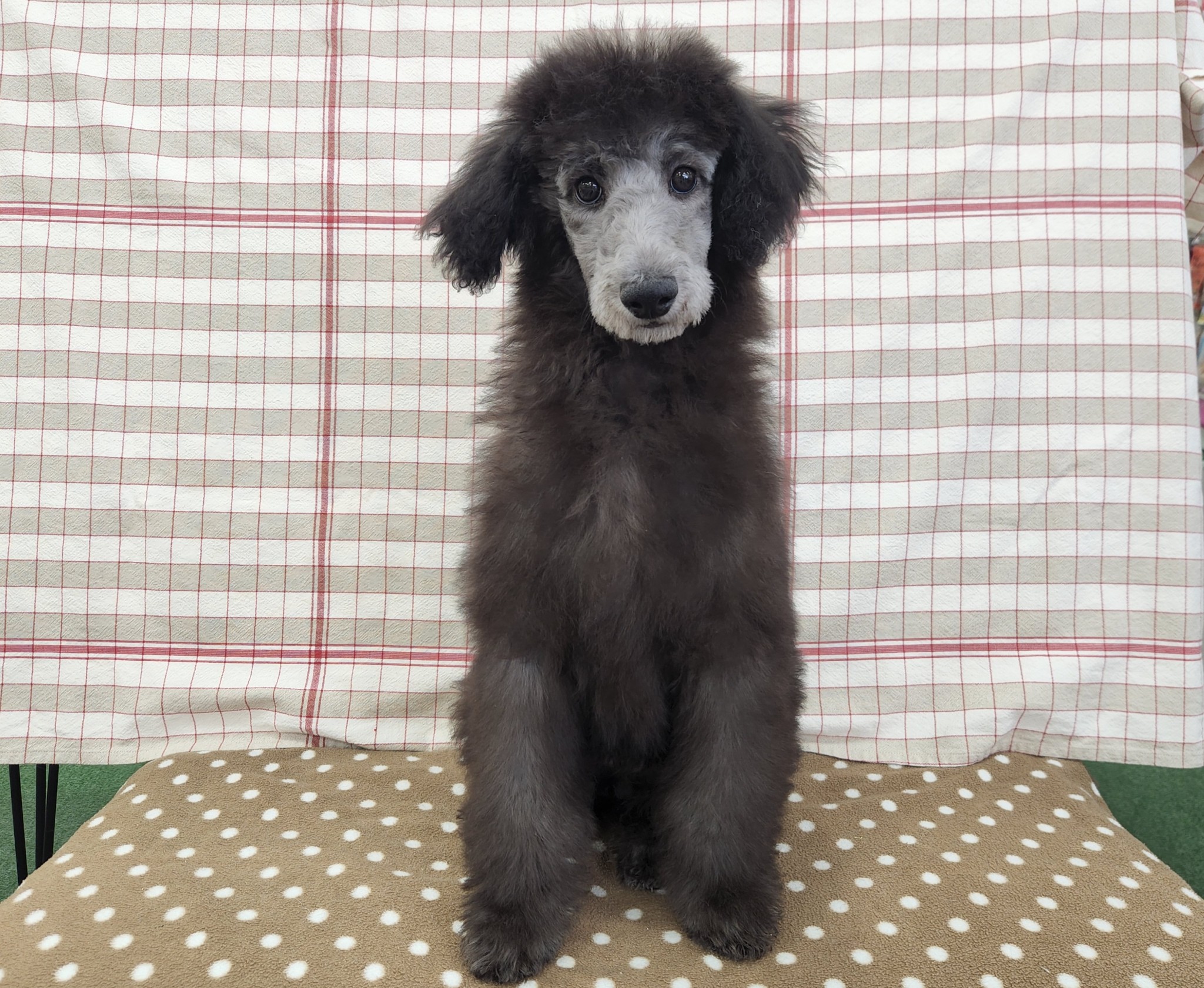 奈良県のスタンダードプードル (マルエスペット いかるが店/2026年1月5日生まれ/女の子/グレー)の子犬の4枚目の画像