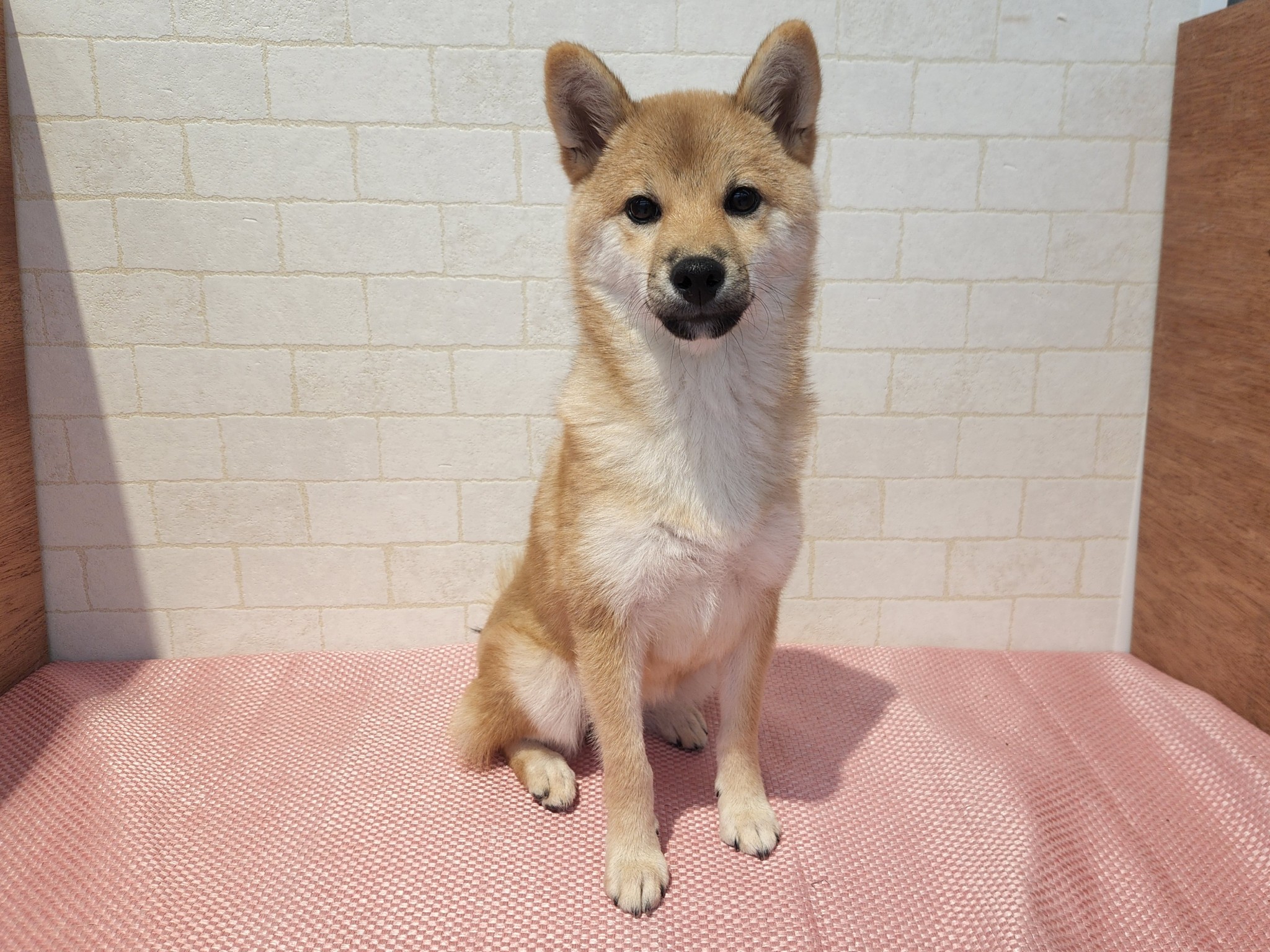 奈良県の豆柴 (ペットアミ生駒店/2025年11月30日生まれ/女の子/赤)の子犬の4枚目の画像