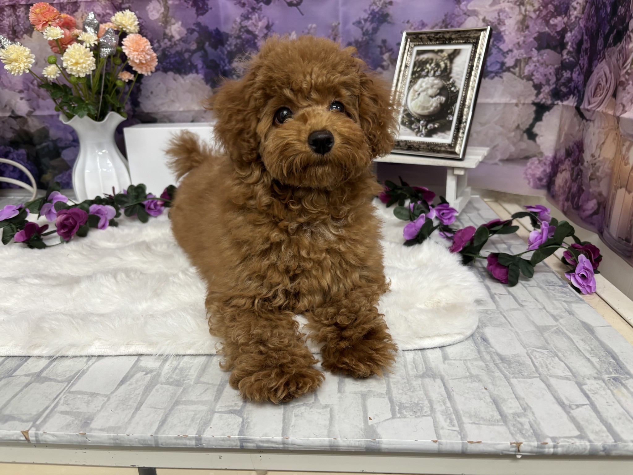 静岡県のトイプードル(トイ) (マルエスペットホームアシスト店/2026年1月11日生まれ/女の子/レッドフォーン)の子犬の1枚目の画像