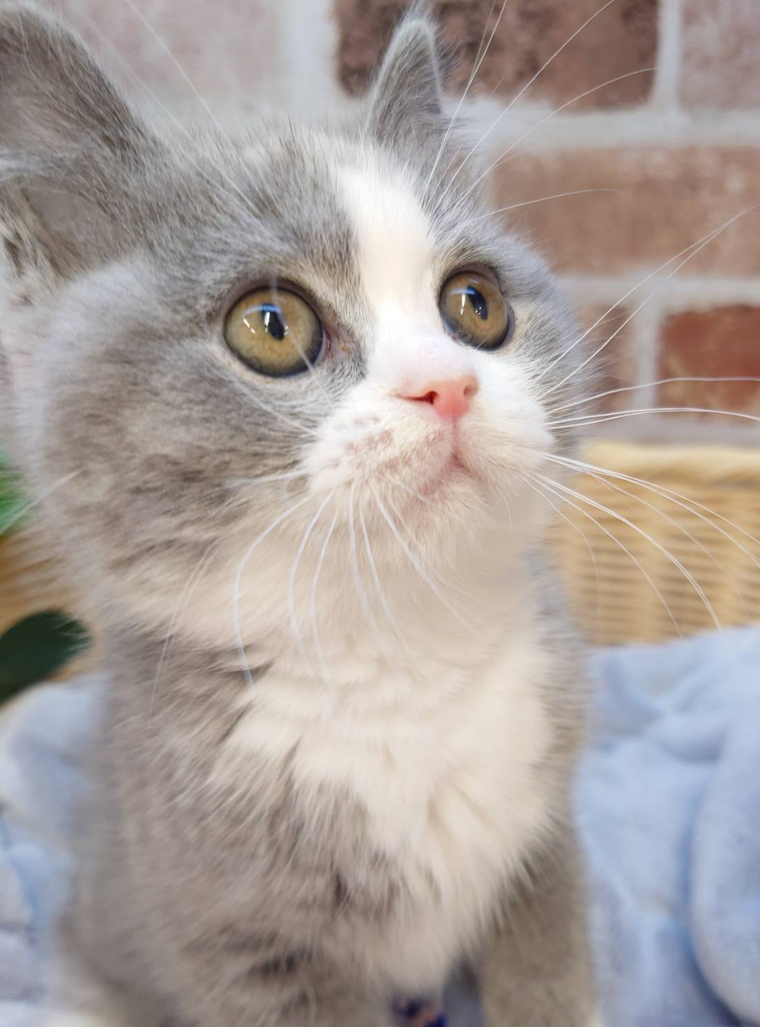 広島県のブリティッシュショートヘアー (マルエスペット広島段原ショッピングセンター店/2026年1月19日生まれ/女の子/ブルーホワイト)の子猫の4枚目の画像