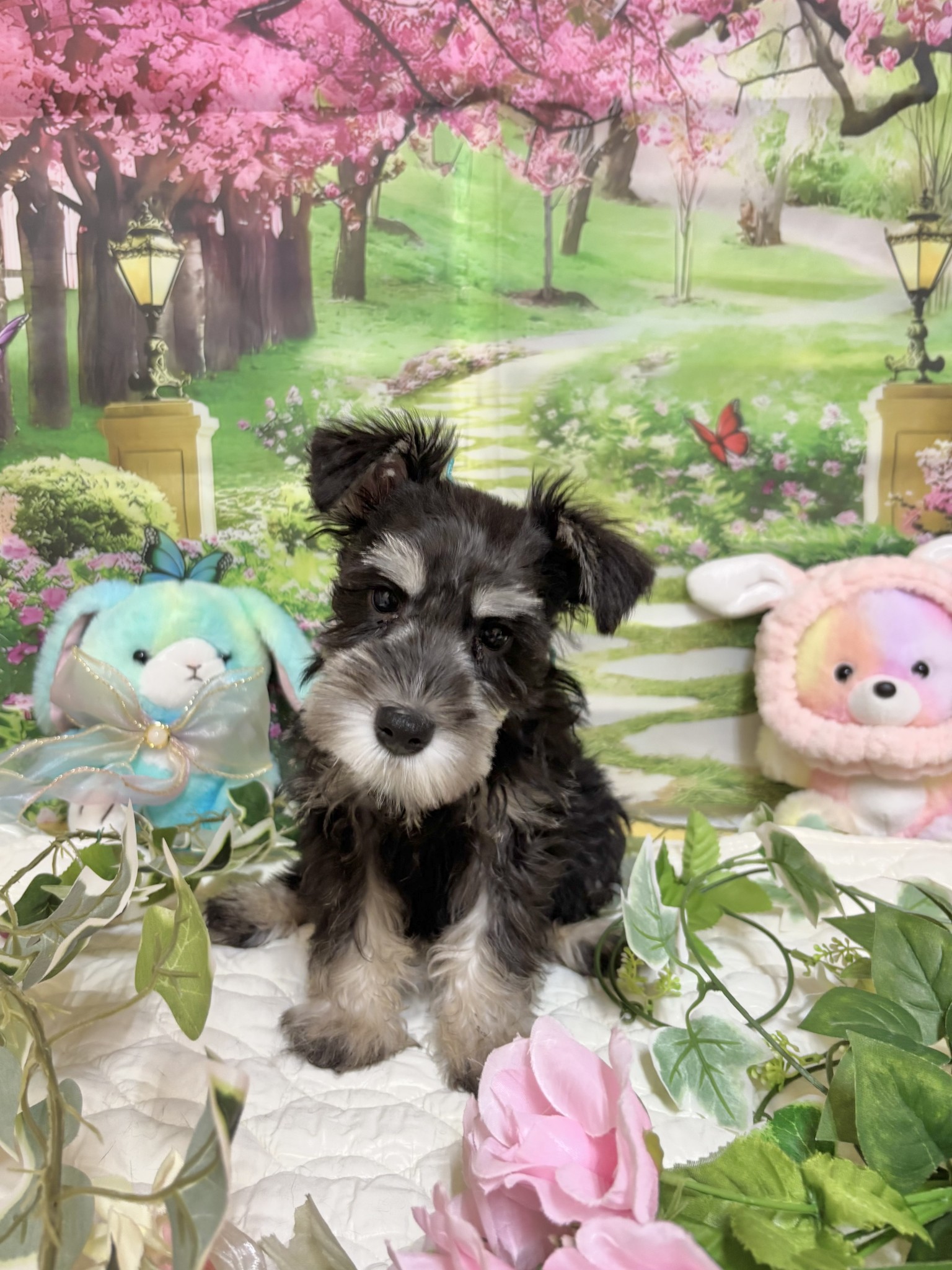 静岡県のミニチュアシュナウザー (マルエスペット富士店/2026年1月24日生まれ/男の子/ブラックシルバー)の子犬の4枚目の画像