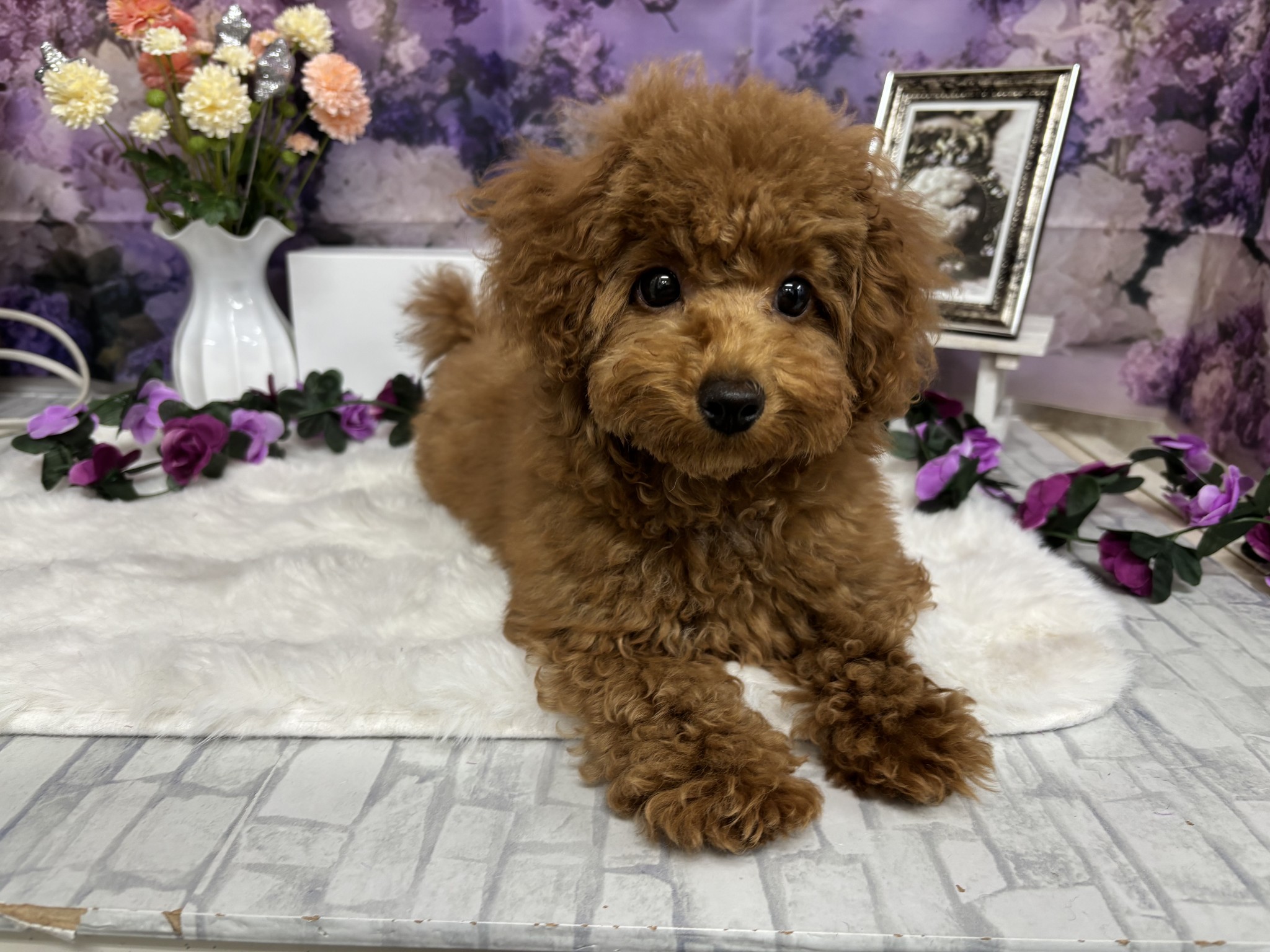 静岡県のトイプードル(トイ) (マルエスペットホームアシスト店/2026年1月11日生まれ/女の子/レッドフォーン)の子犬の2枚目の画像