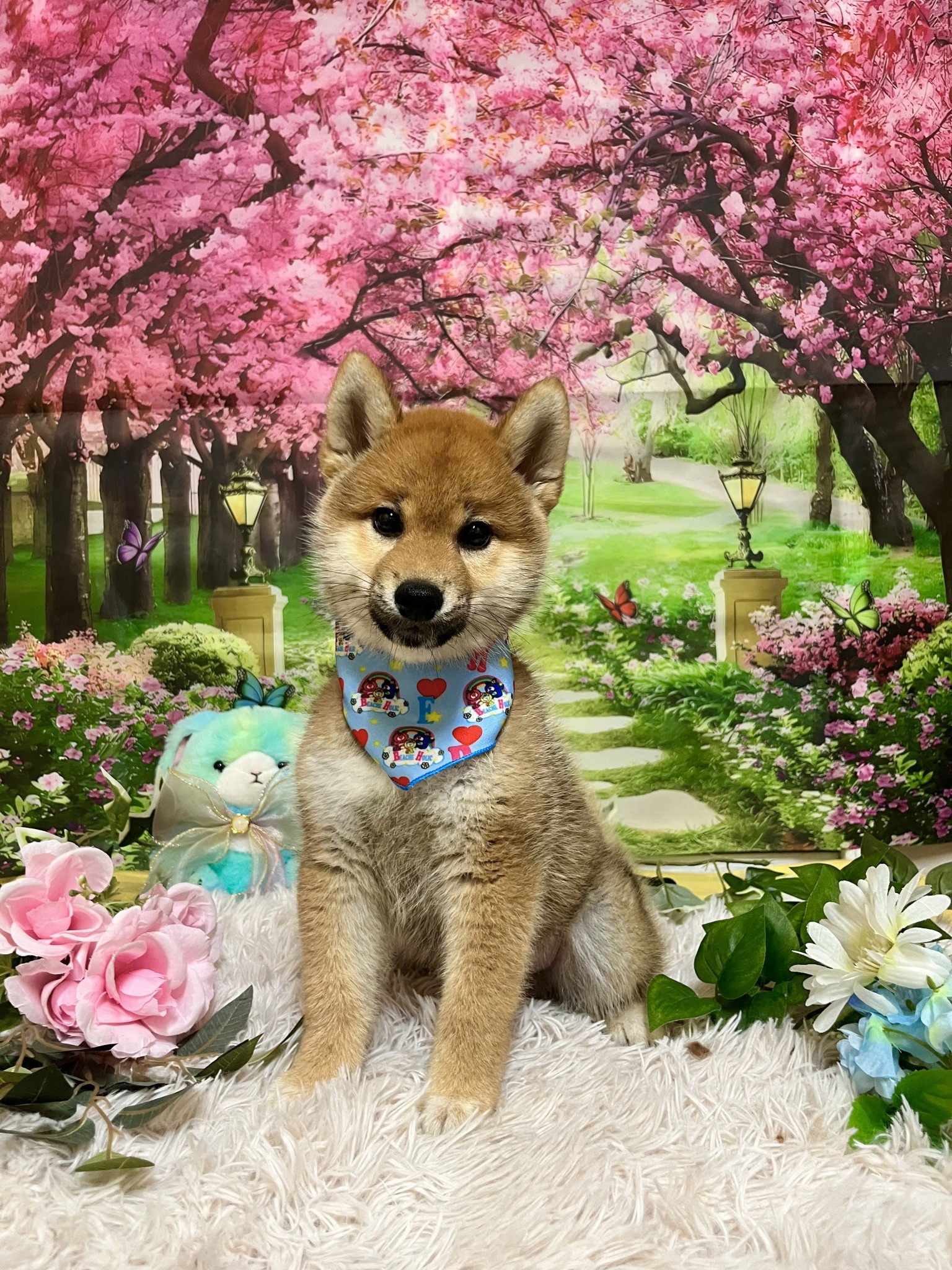 静岡県の柴犬(標準サイズ) (マルエスペット富士店/2026年1月4日生まれ/男の子/赤)の子犬の4枚目の画像