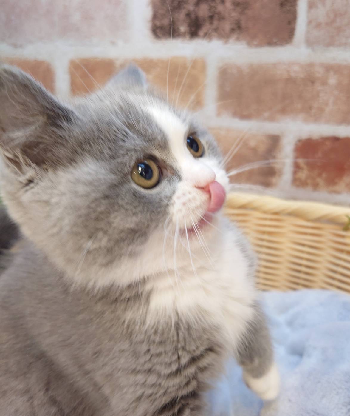 広島県のブリティッシュショートヘアー (マルエスペット広島段原ショッピングセンター店/2026年1月19日生まれ/女の子/ブルーホワイト)の子猫の3枚目の画像