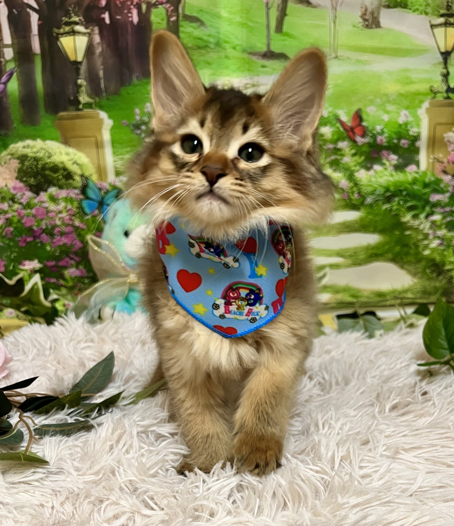 静岡県のソマリ (マルエスペット富士店/2026年2月3日生まれ/男の子/ルディ)の子猫の4枚目の画像