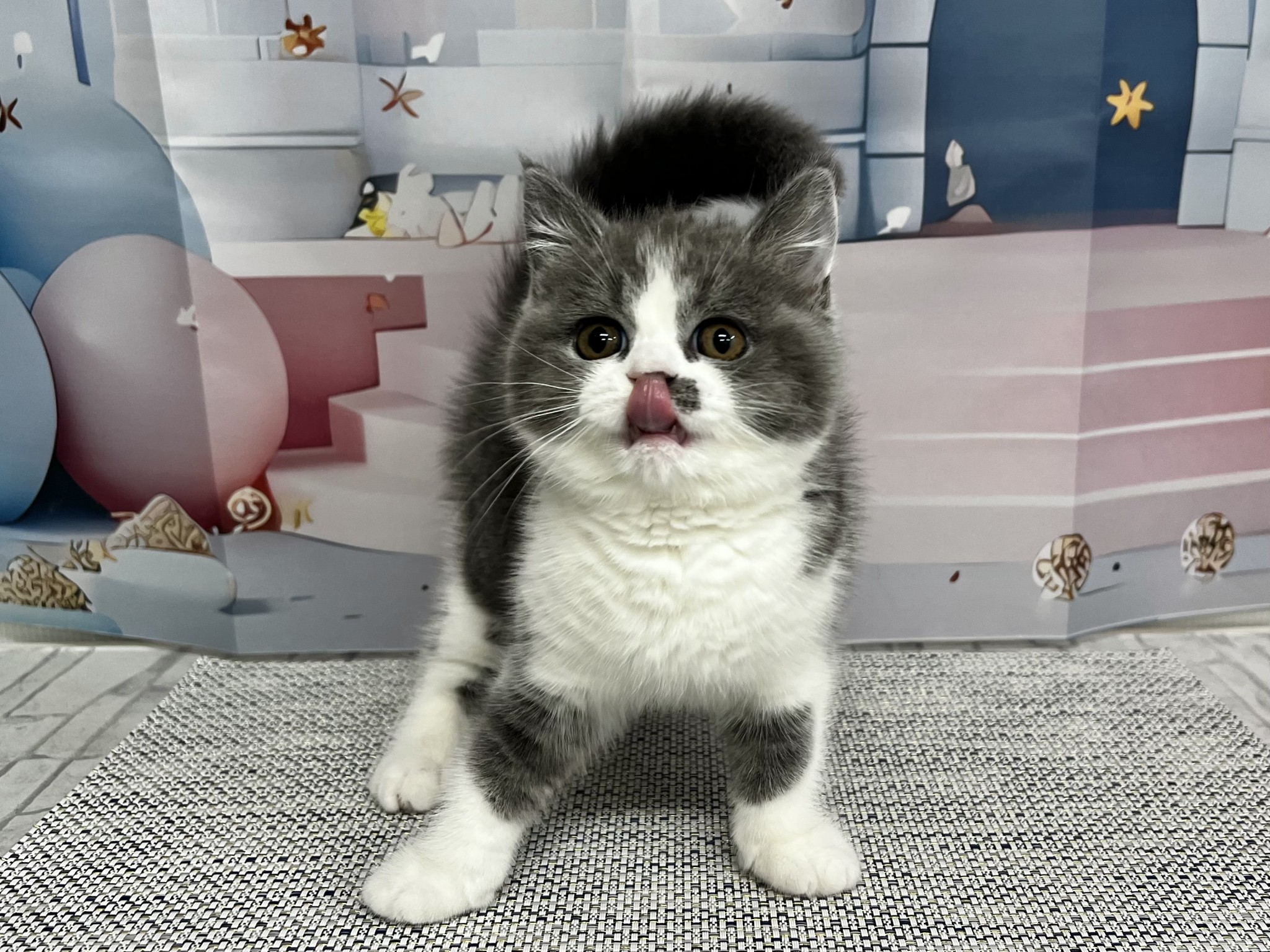 千葉県のブリティッシュショートヘアー (マルエスペット千鳥町店/2026年1月19日生まれ/女の子/ブルーホワイト)の子猫の2枚目の画像