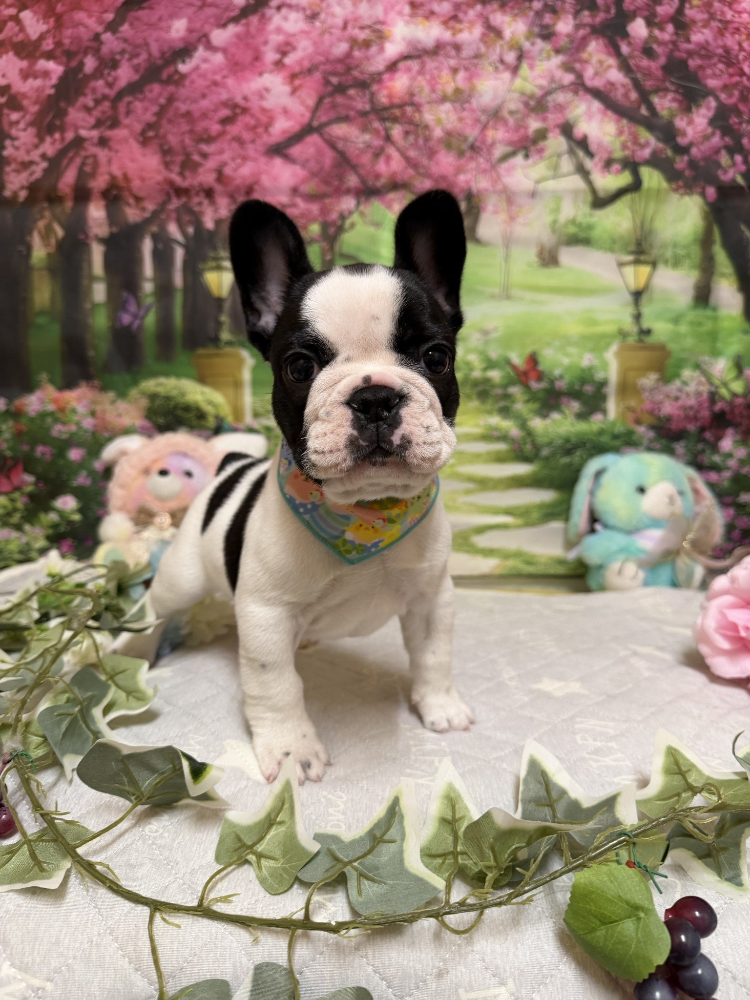 静岡県のフレンチブルドッグ (マルエスペット富士店/2026年2月15日生まれ/男の子/パイド)の子犬の4枚目の画像