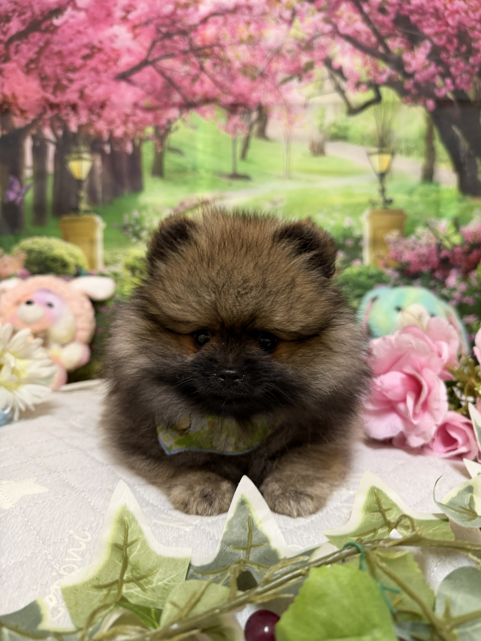 静岡県のポメラニアン (マルエスペット富士店/2026年2月14日生まれ/男の子/オレンジセーブル)の子犬の4枚目の画像