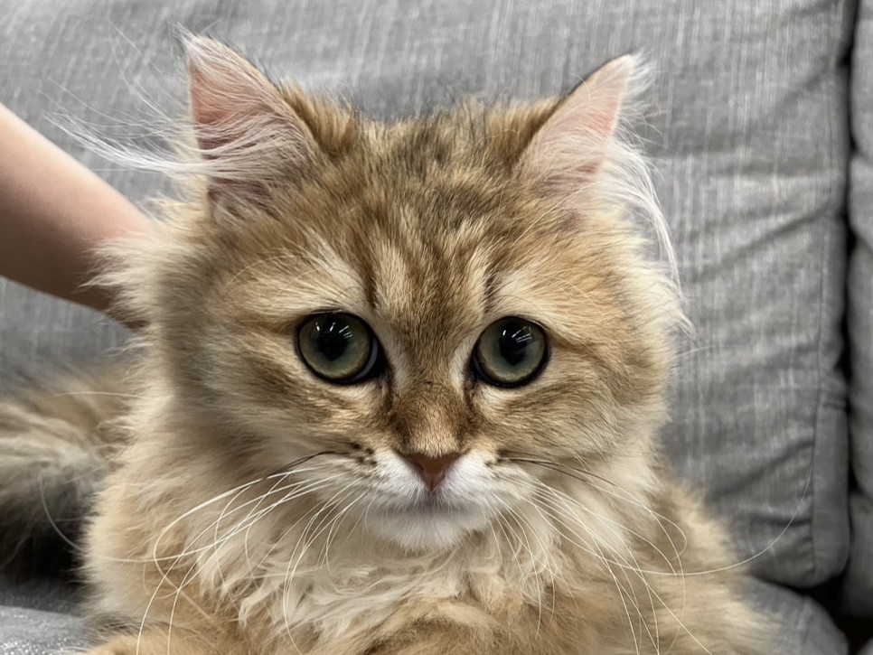 静岡県のペルシャ (マルエスペット島田店/2025年10月15日生まれ/女の子/チンチラゴールデン)の子猫の4枚目の画像