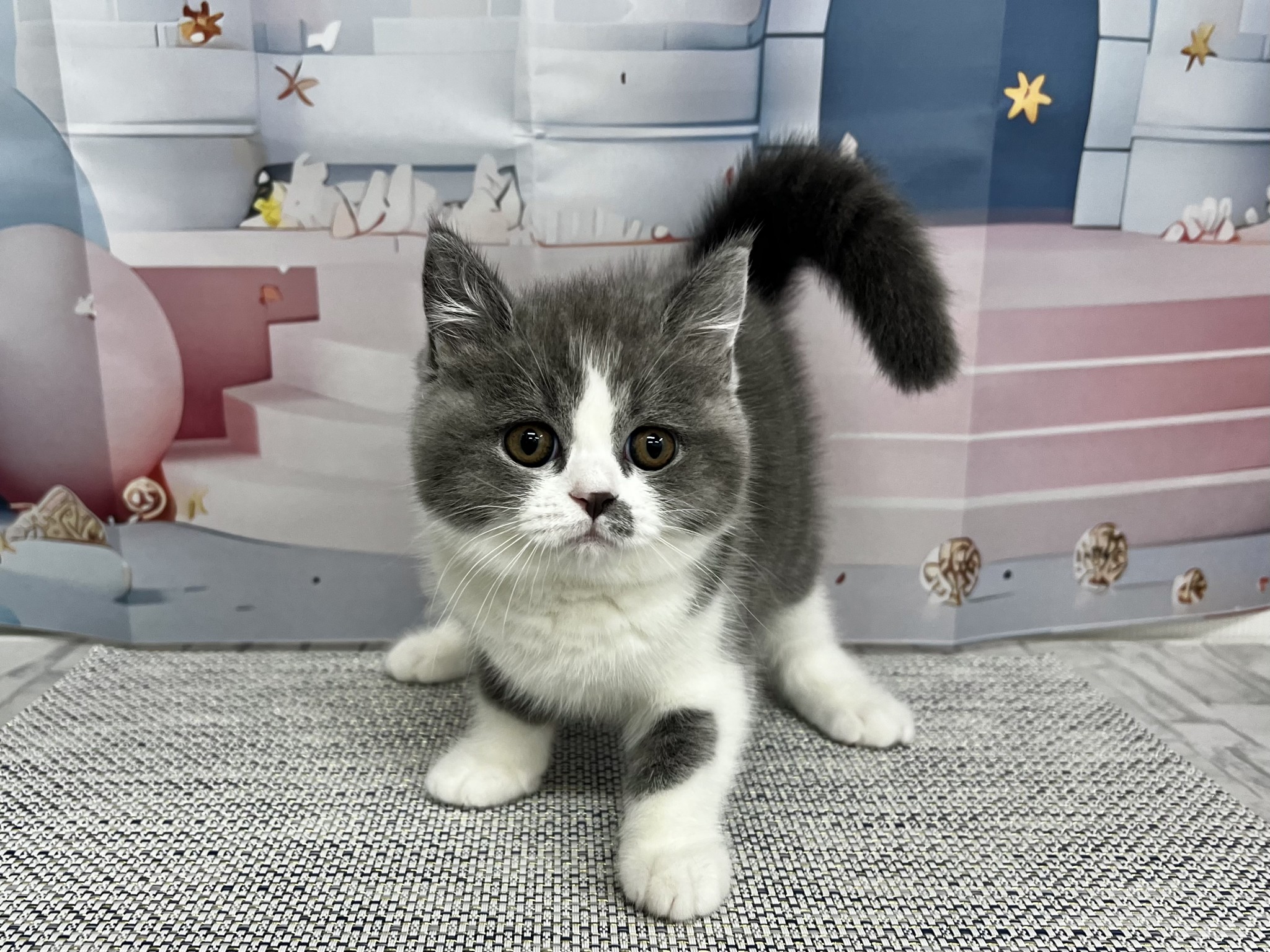千葉県のブリティッシュショートヘアー (マルエスペット千鳥町店/2026年1月19日生まれ/女の子/ブルーホワイト)の子猫の4枚目の画像