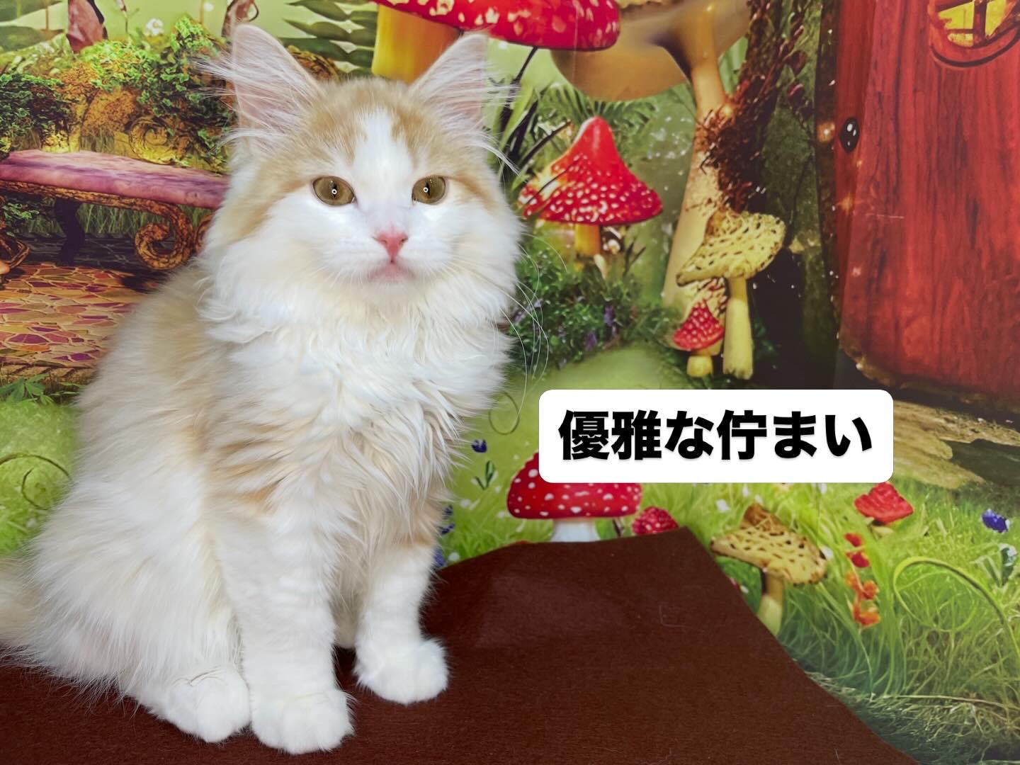 奈良県のラガマフィン (マルエスペット ヒルステップ生駒店/2025年12月9日生まれ/男の子/クリームタビーホワイト)の子猫の4枚目の画像