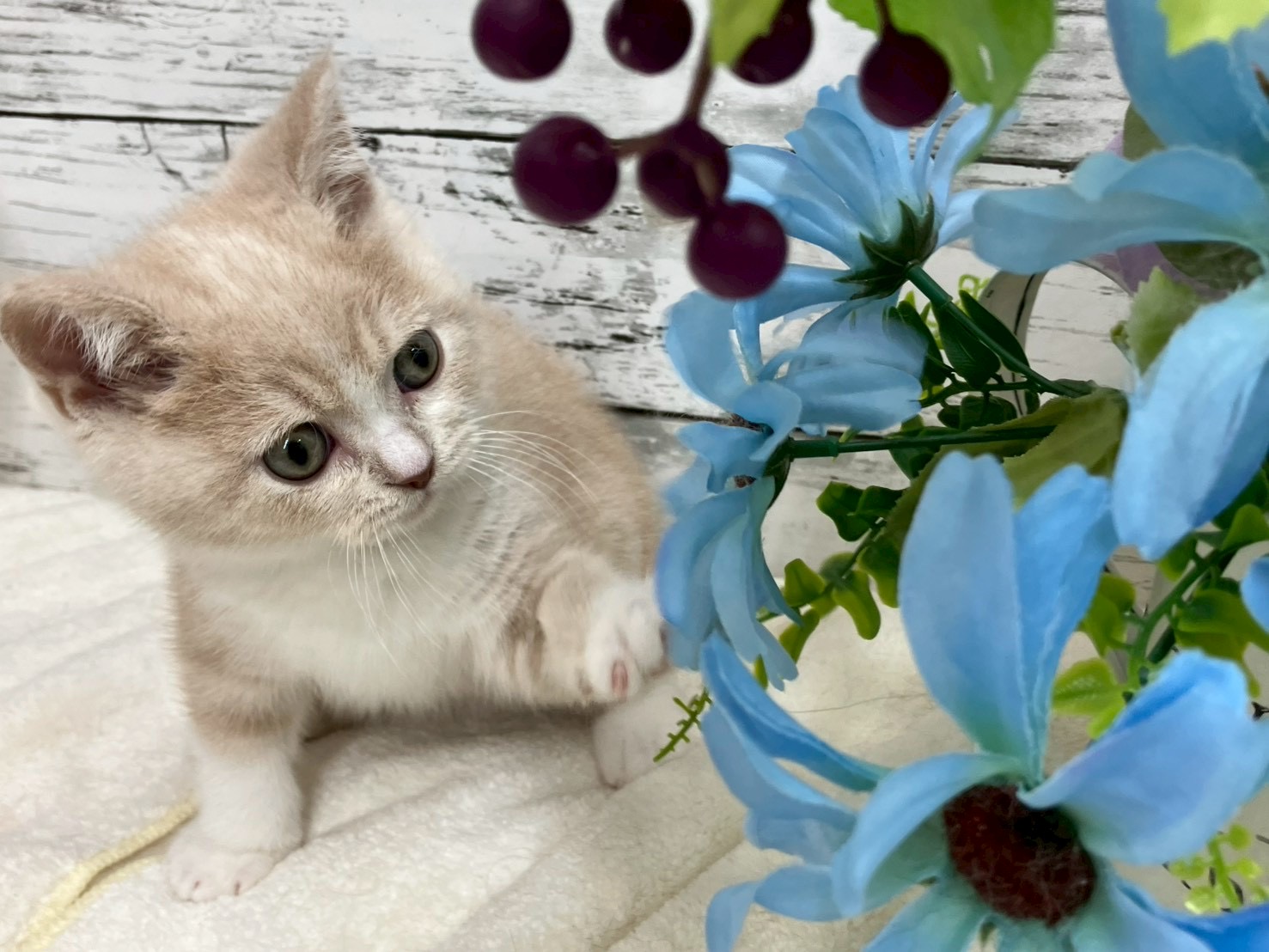 静岡県のスコティッシュフォールド (マルエスペット島田店/2026年2月16日生まれ/男の子/クリームホワイト)の子猫の3枚目の画像