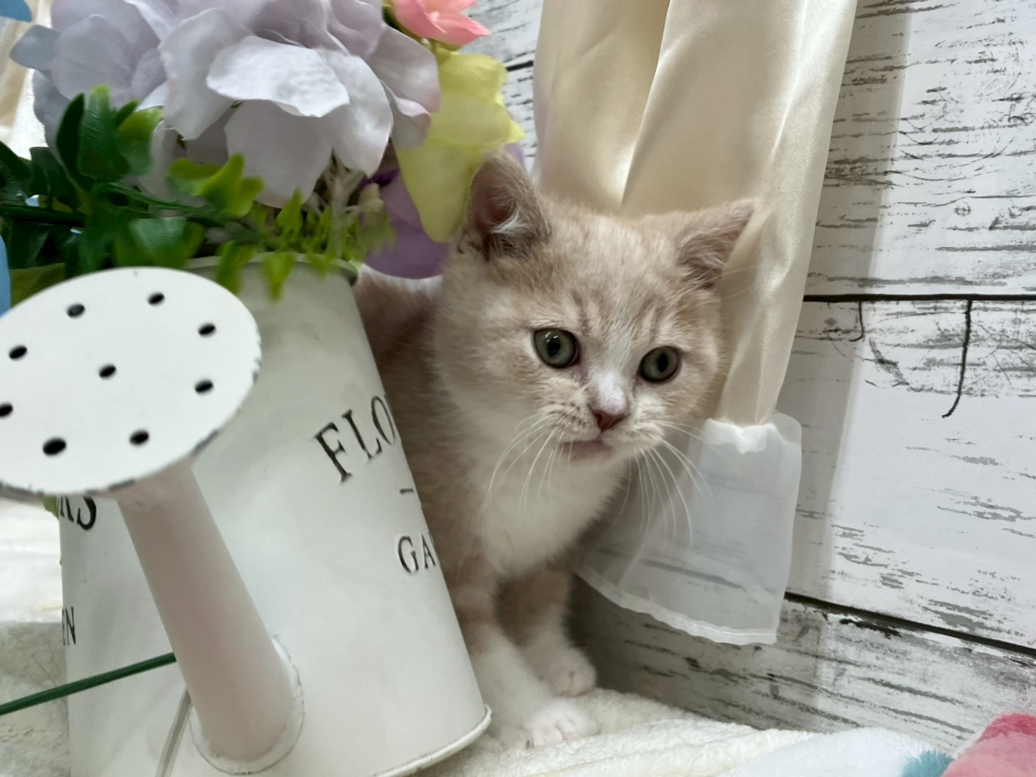 静岡県のスコティッシュフォールド (マルエスペット島田店/2026年2月16日生まれ/男の子/クリームホワイト)の子猫の2枚目の画像