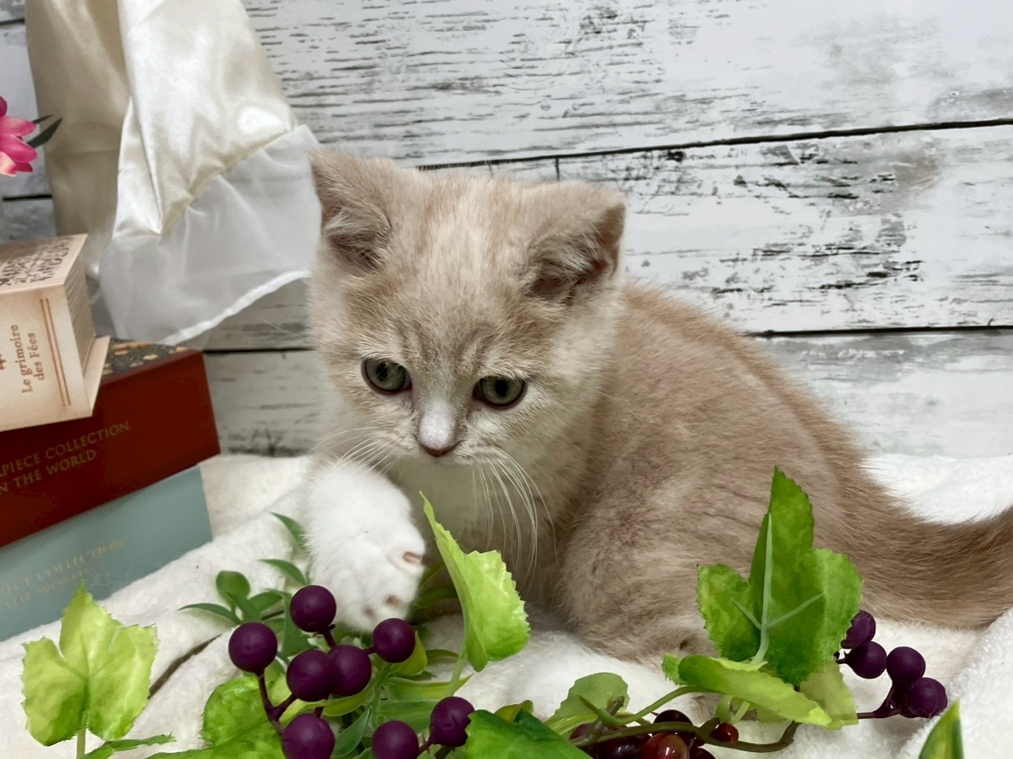 静岡県のスコティッシュフォールド (マルエスペット島田店/2026年2月16日生まれ/男の子/クリームホワイト)の子猫の4枚目の画像