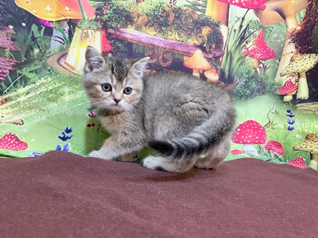 奈良県のスコティッシュフォールド (マルエスペット ヒルステップ生駒店/2026年1月31日生まれ/男の子/ブラウンマッカレルタビー)の子猫の3枚目の画像