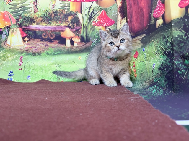 奈良県のスコティッシュフォールド (マルエスペット ヒルステップ生駒店/2026年1月31日生まれ/男の子/ブラウンマッカレルタビー)の子猫の2枚目の画像